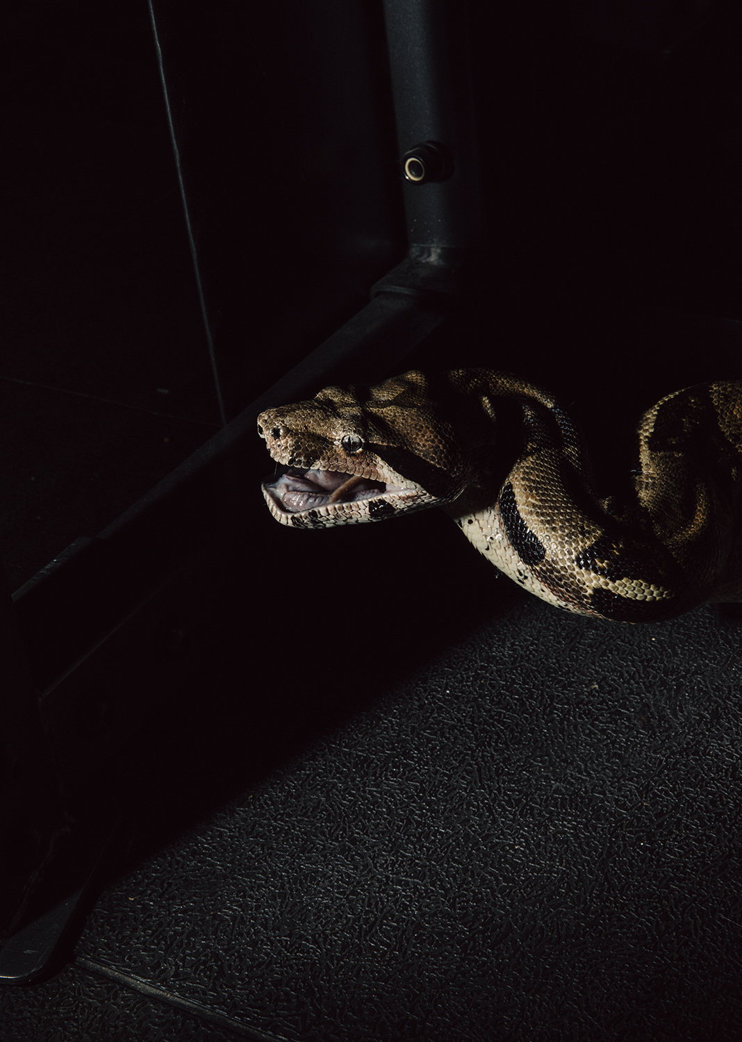 Dr. Stephen Secor/ Tuscaloosa, AL/ New York Times