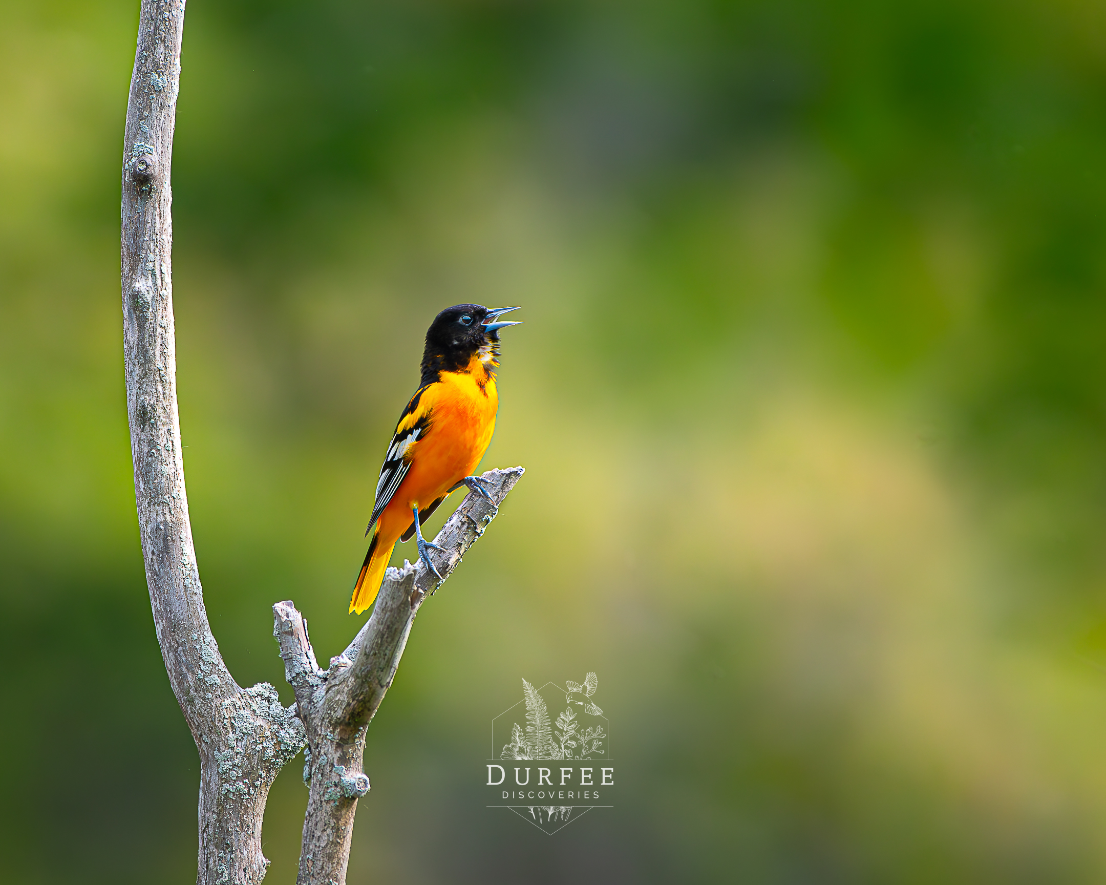 Baltimore Oriole - Union City, PA