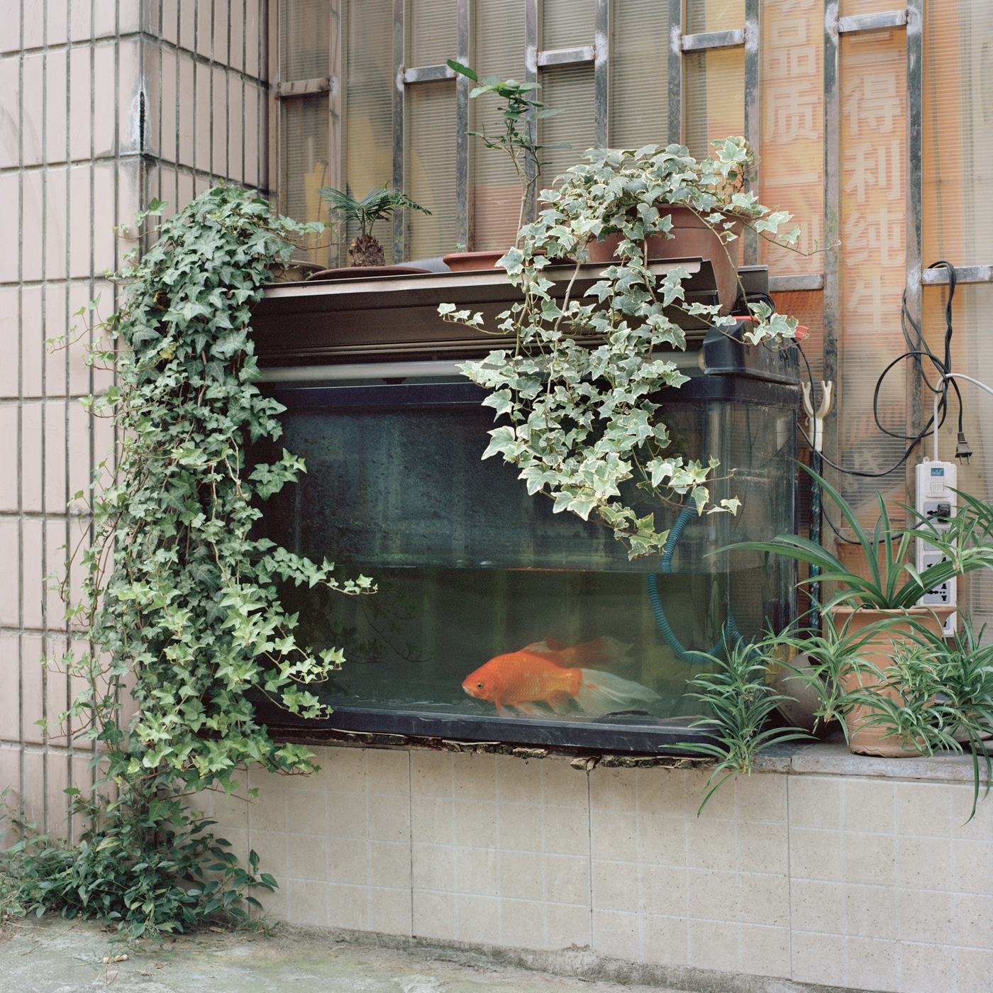 Shanghai Longtang III, 2014