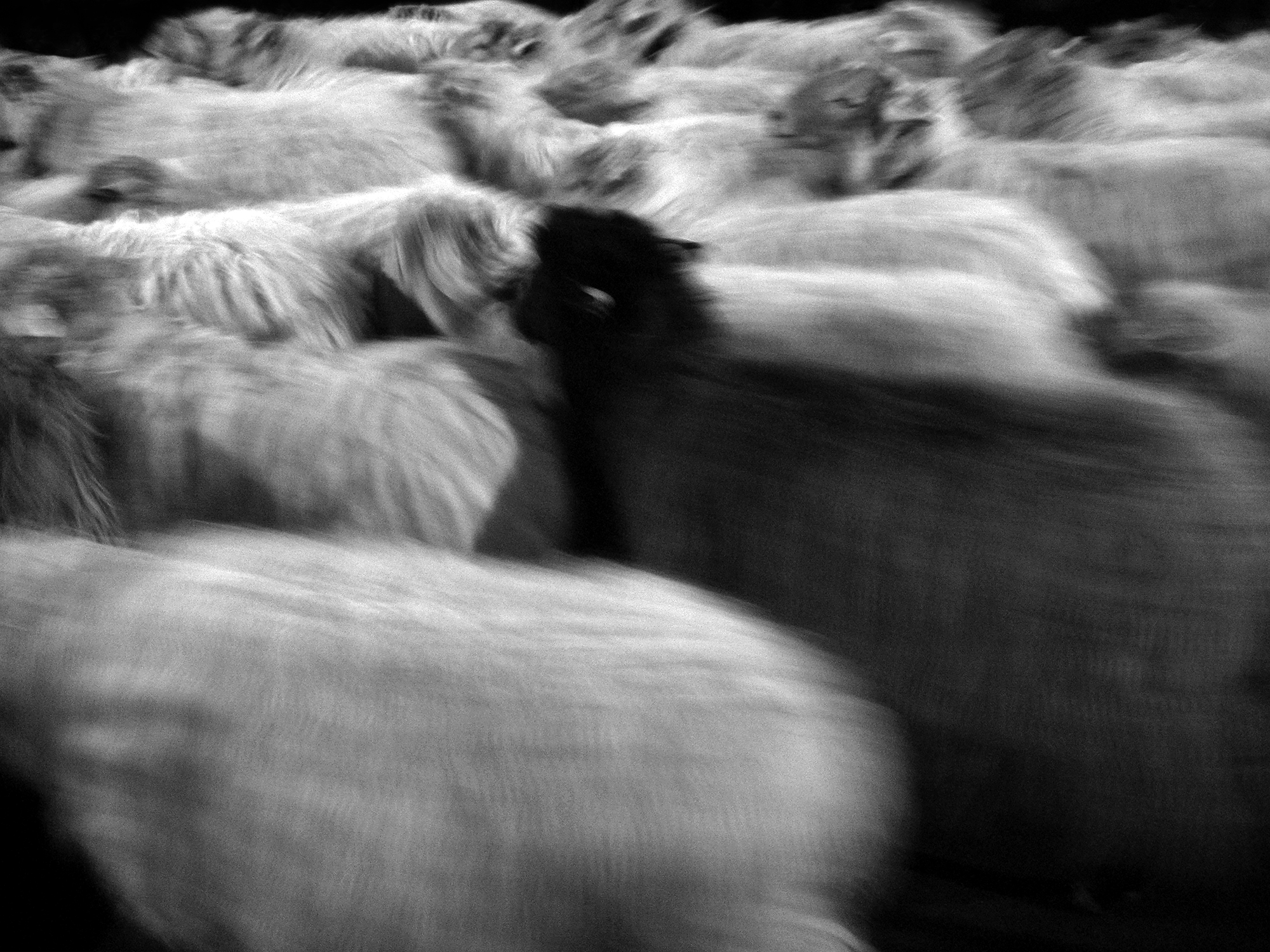 A black sheep and some white sheepPamplona, Spain, 2008photography, bw, single
