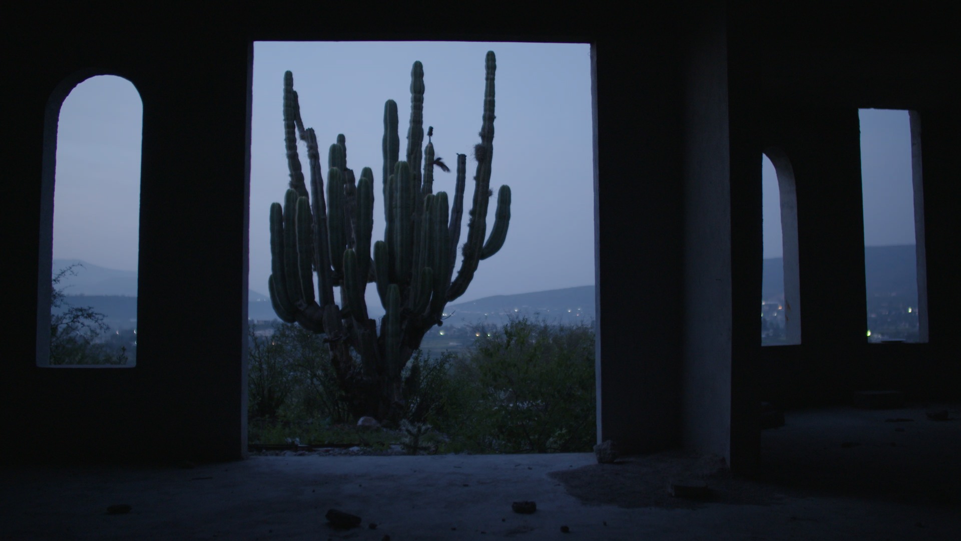 Night of the Coyotes