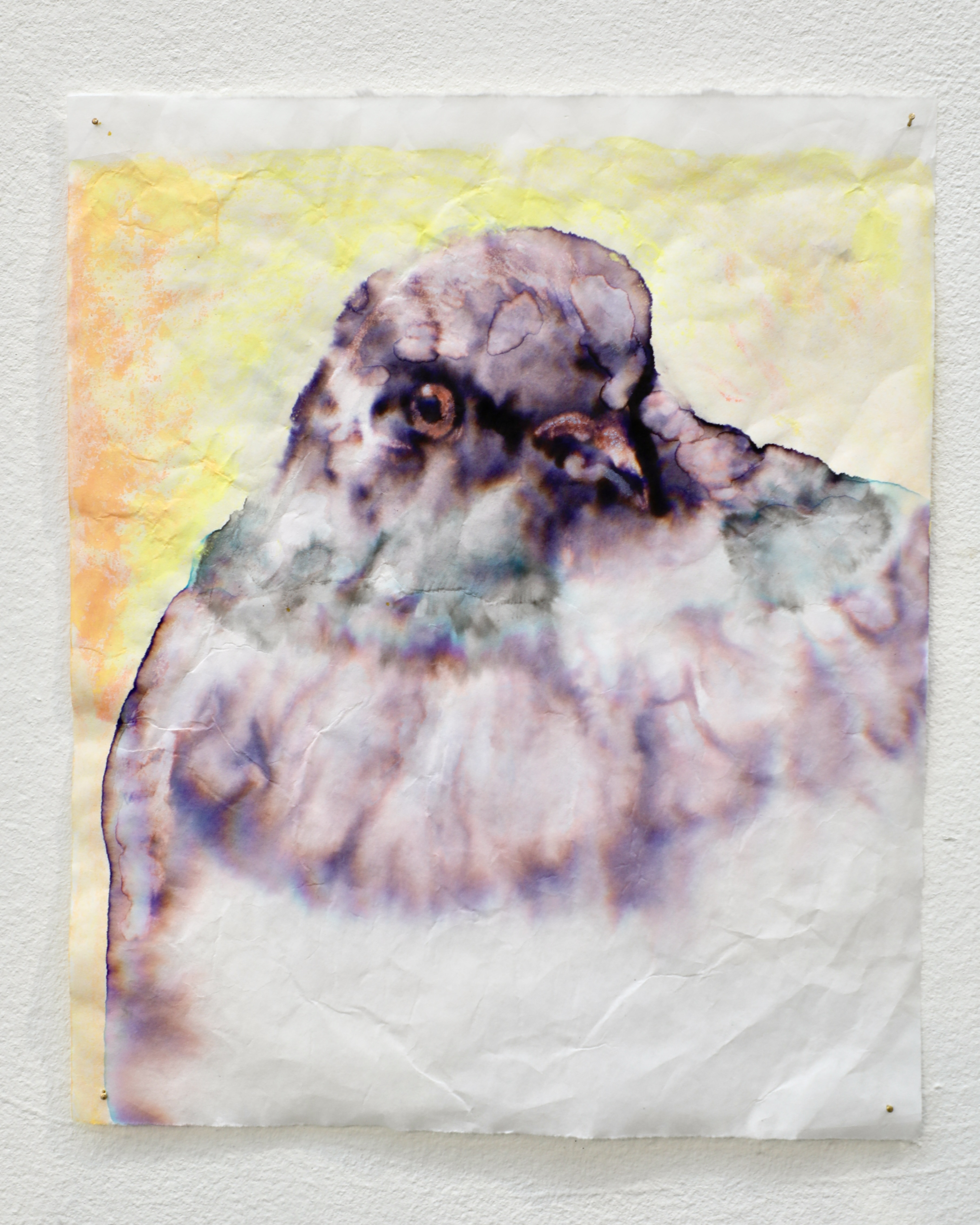 Pigeon 1 / 27 x 33 cm / ink on sumi paper 