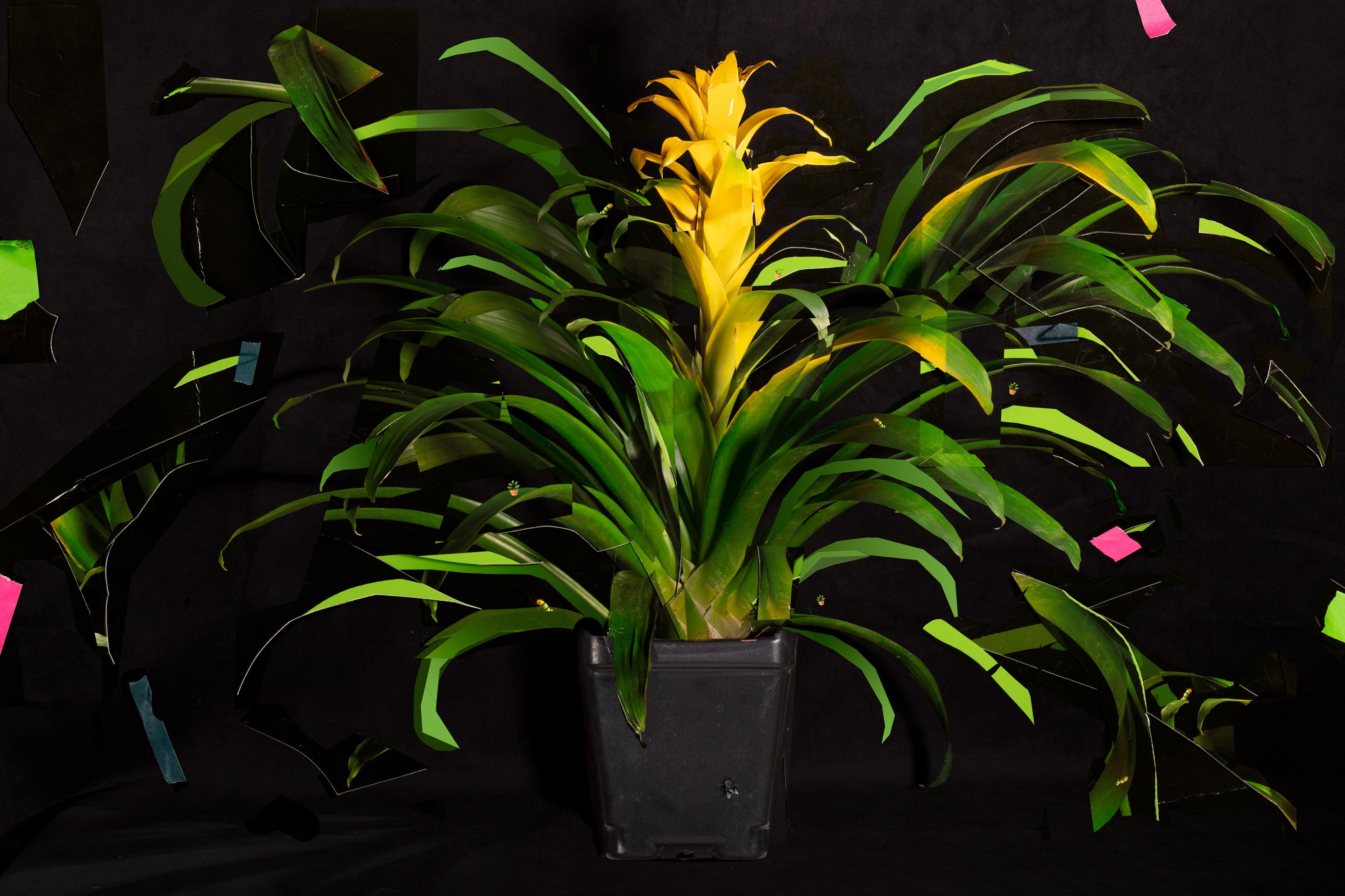 Stimulant for exotic fantasy, 2021, archival pigment print, 31”x46” and 17”x22”