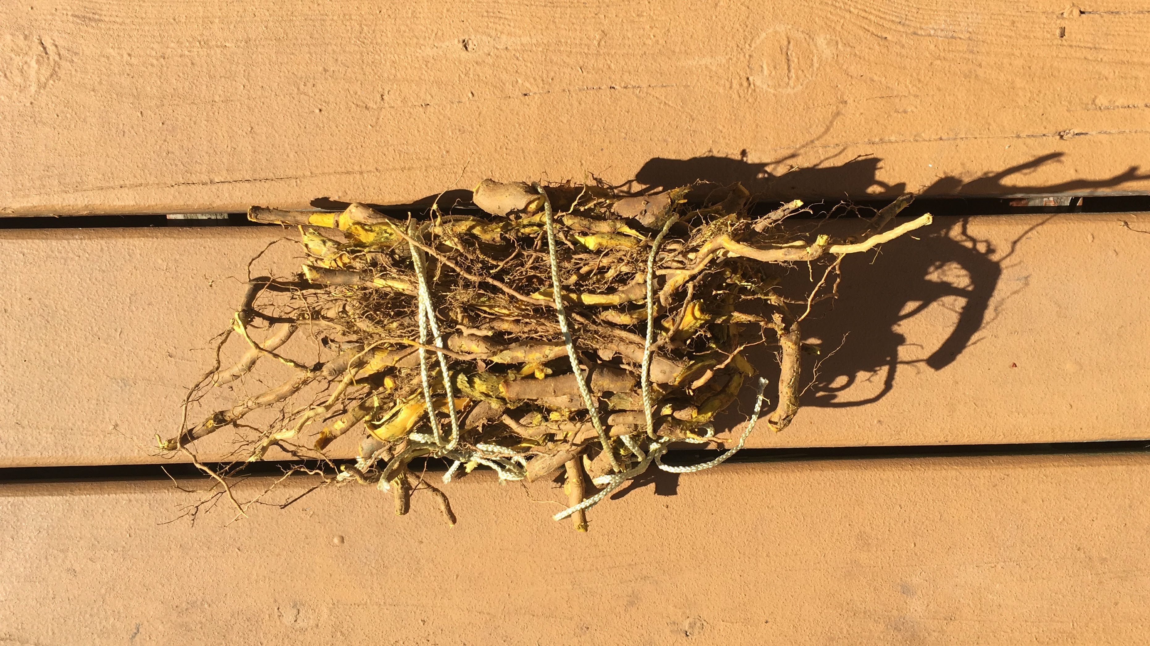 a casually wrapped bundle of roots sits on a sun-washed orange deck.