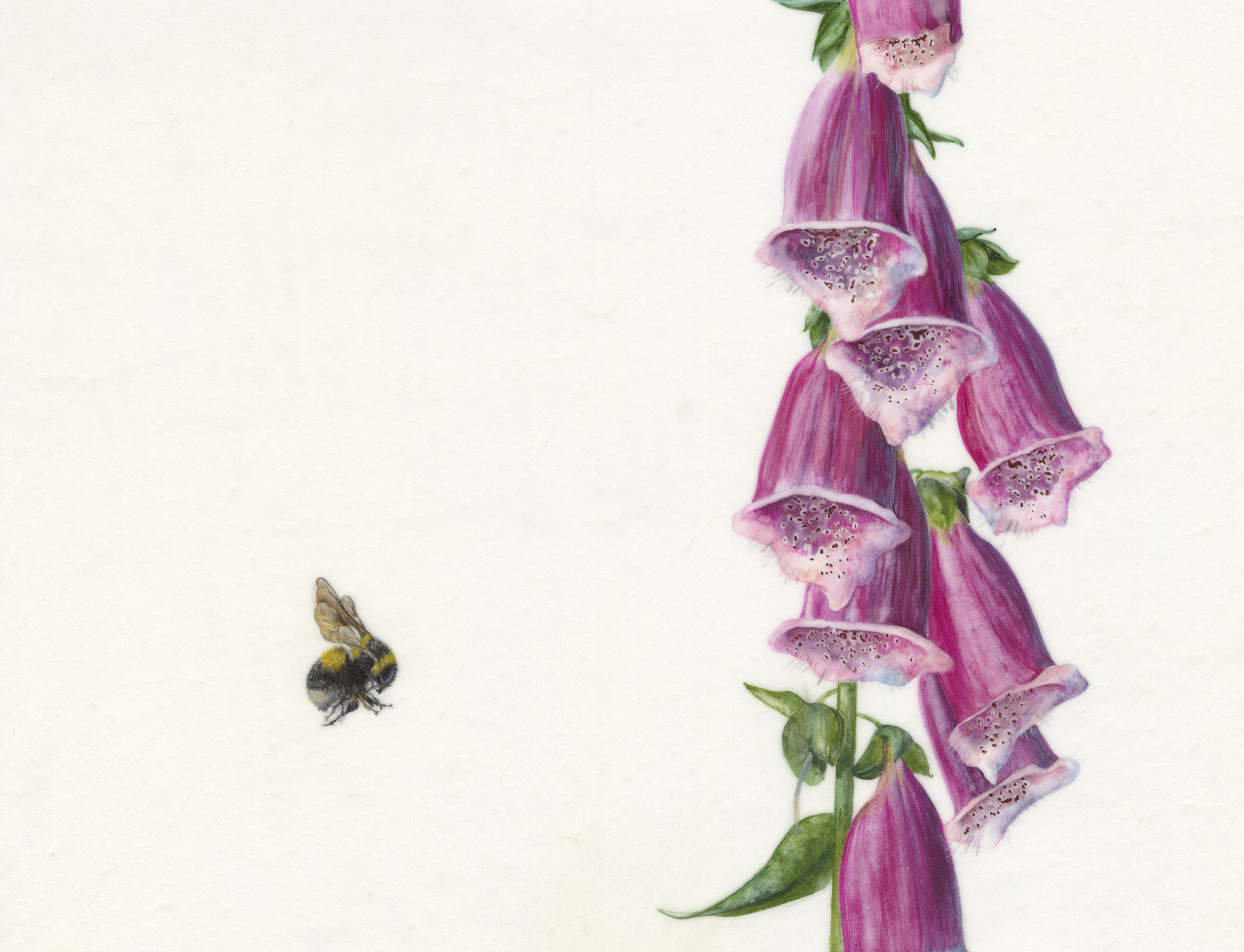 Digitalis et Bombus hortorum