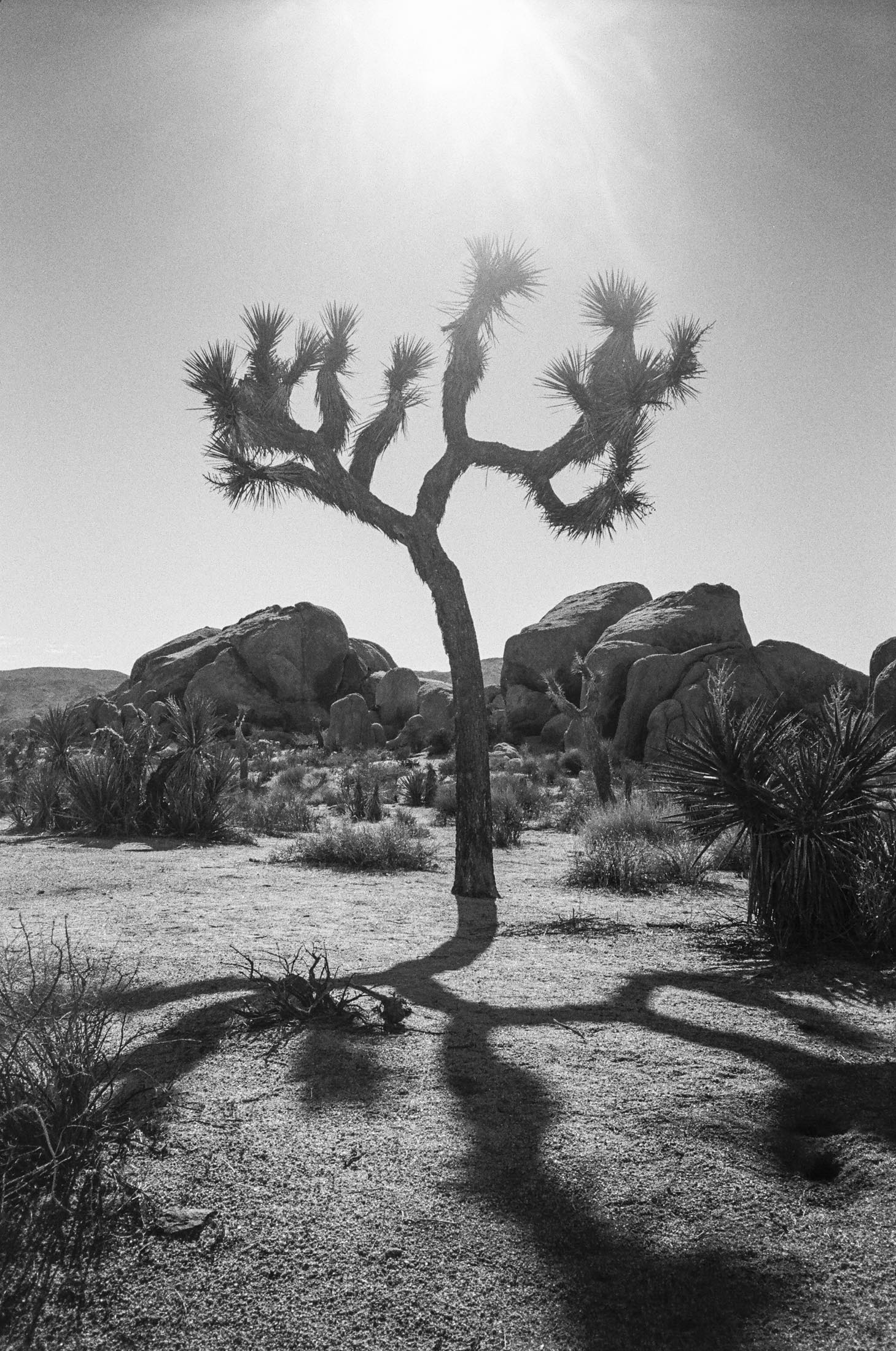 Joshua Tree 21