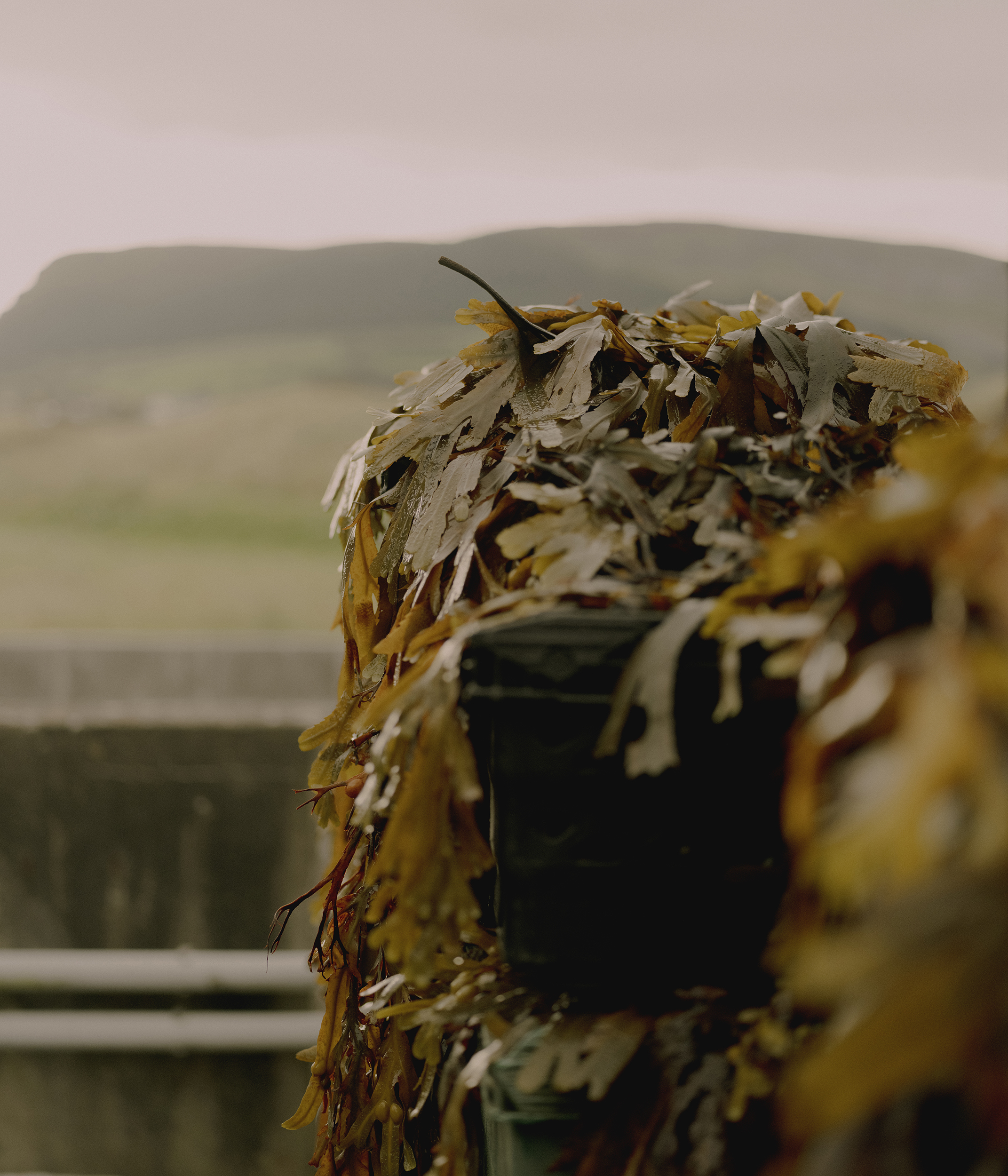 Harvested seaweed is stored on-site