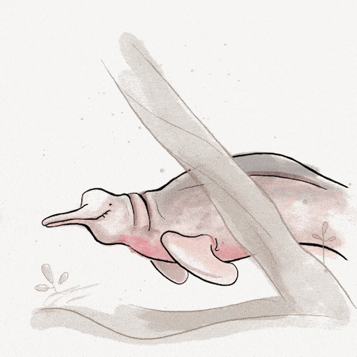 Amazon River Dolphin or Boto, Inia geoffrensis