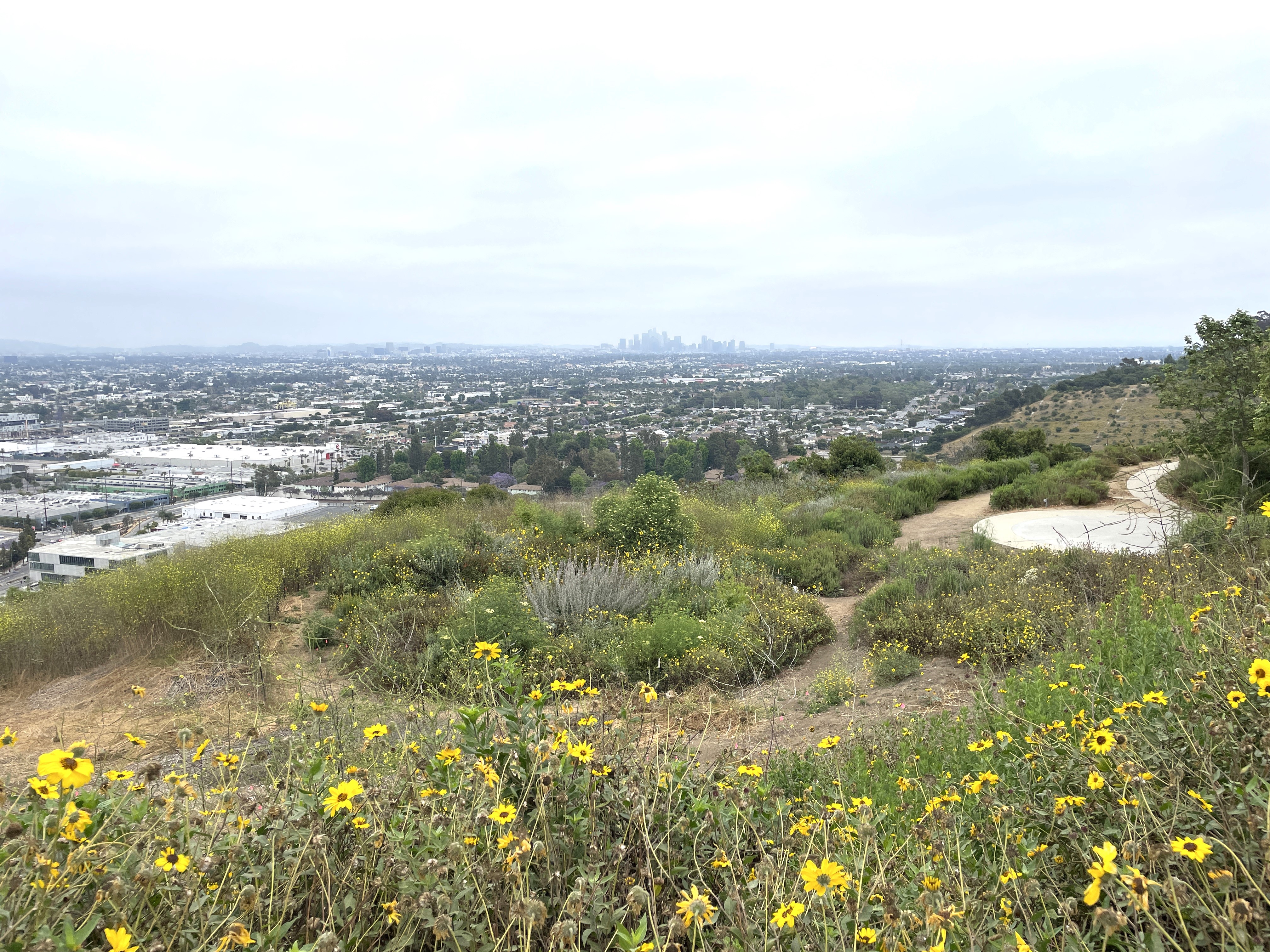 3 years of growth, viewed from trail above, June 2024