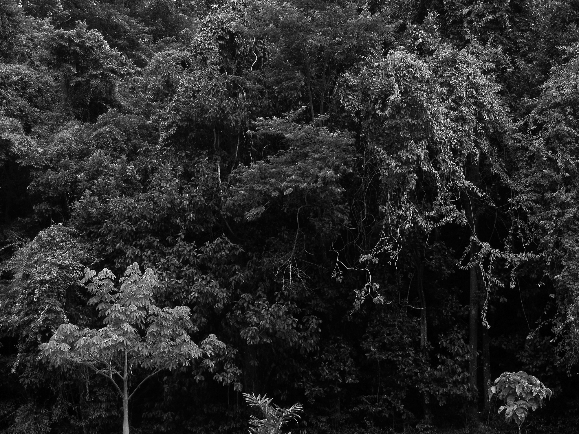 Espessura do Jardim BotânicoRio de Janeiro, Brasil