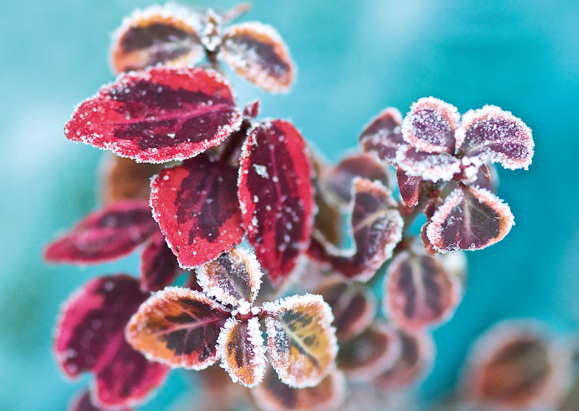 Kristallblättchen, nicht lieferbar