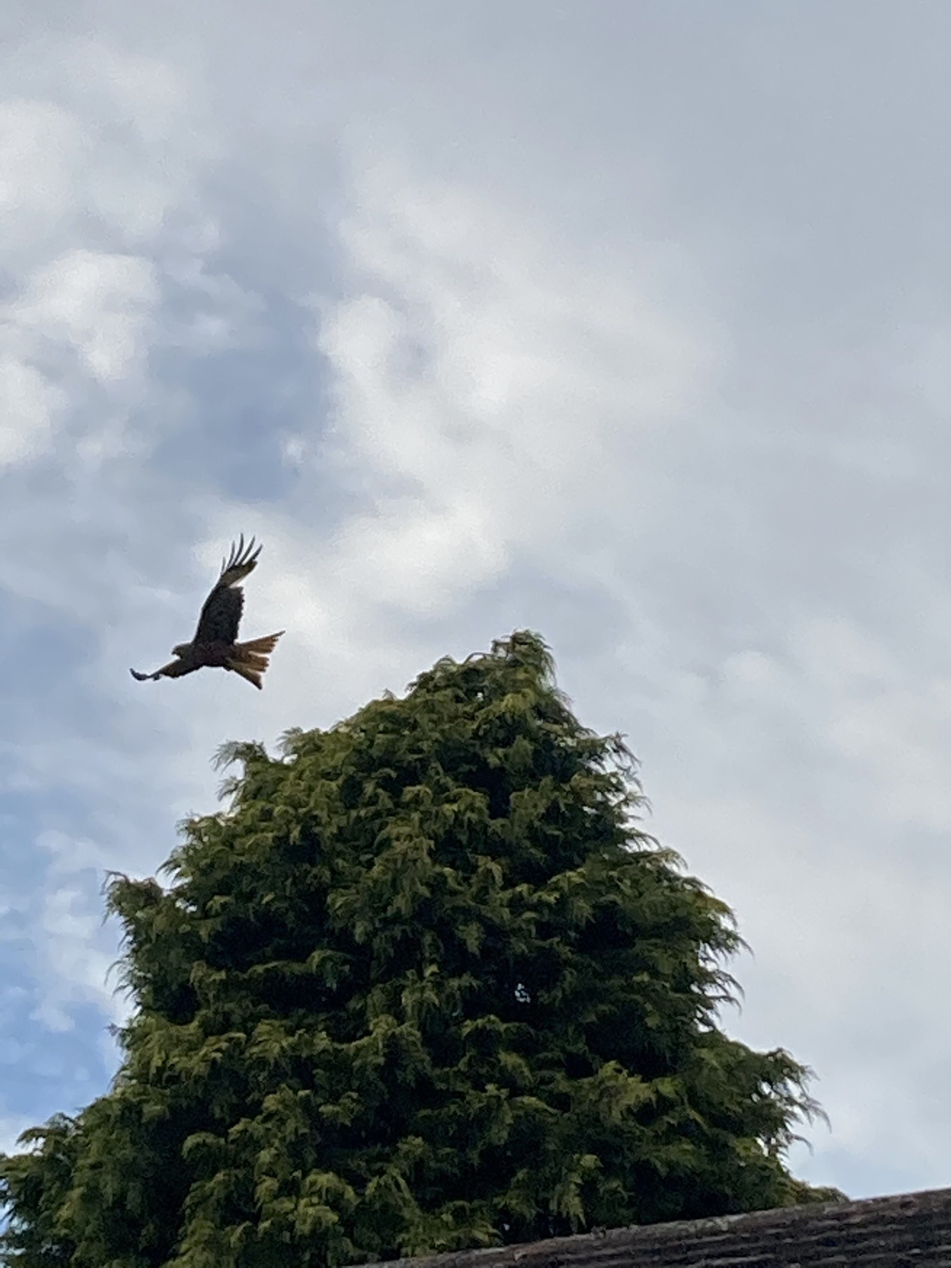 red kite near Watlington