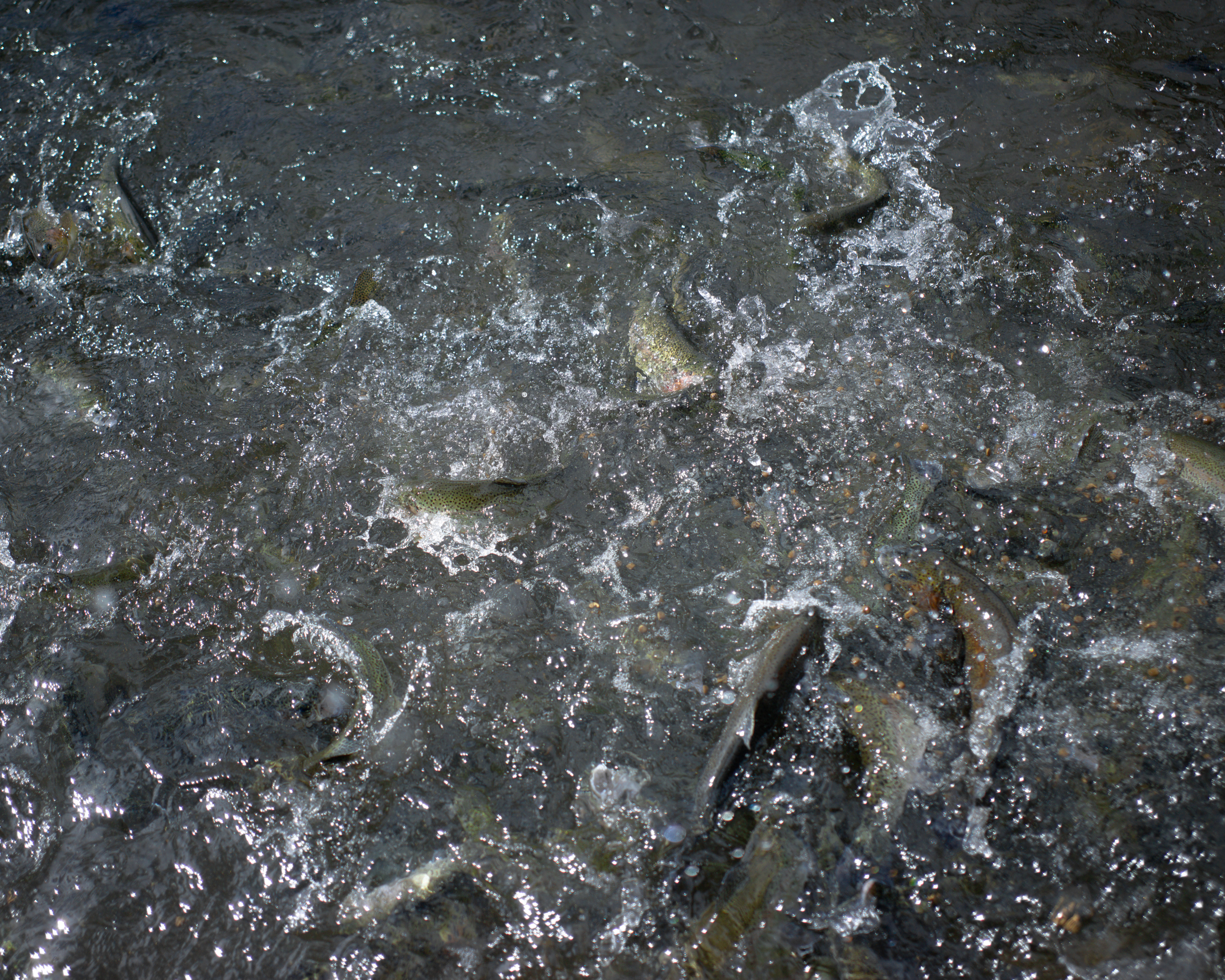 Freefall in Unknown Waters (2023)