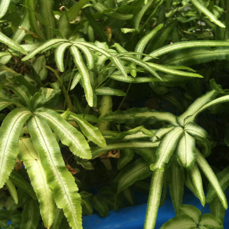 Did you know the brake fern just happens to be a life saving water filter? Dezeen believes this is the idea that will change the world.