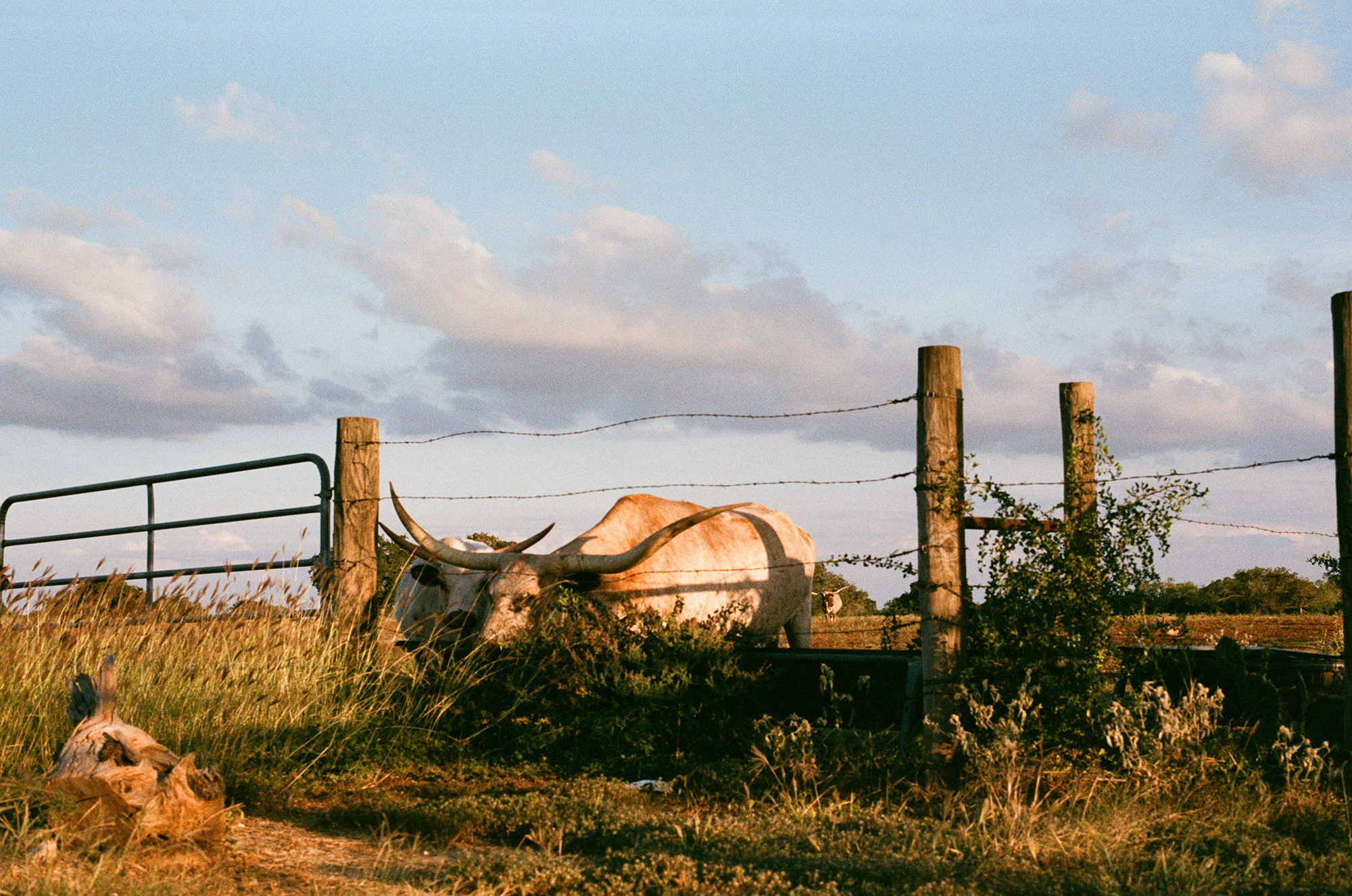 Longhorn Ranch, Texas, 2020