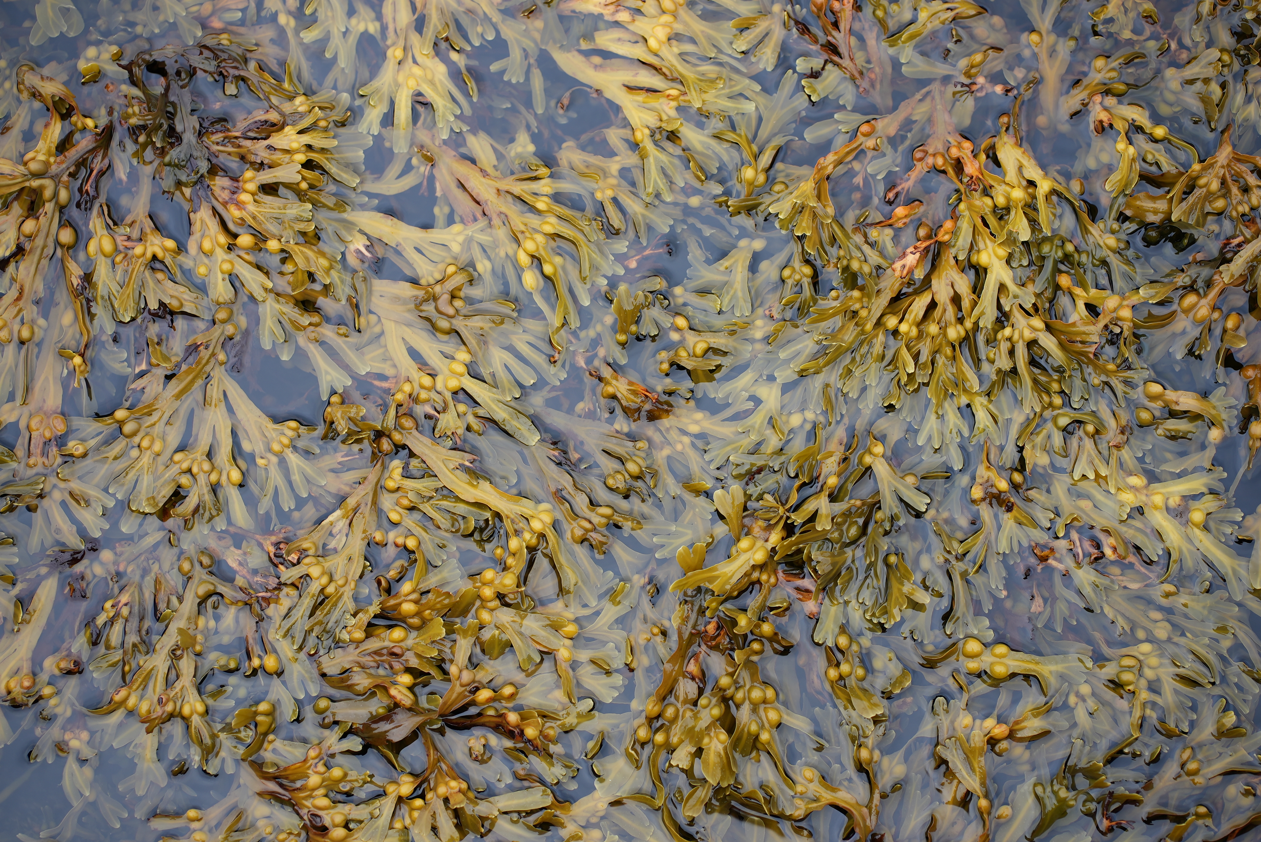 FIELD RECORDING IN VESTERÅLEN (September 2023)