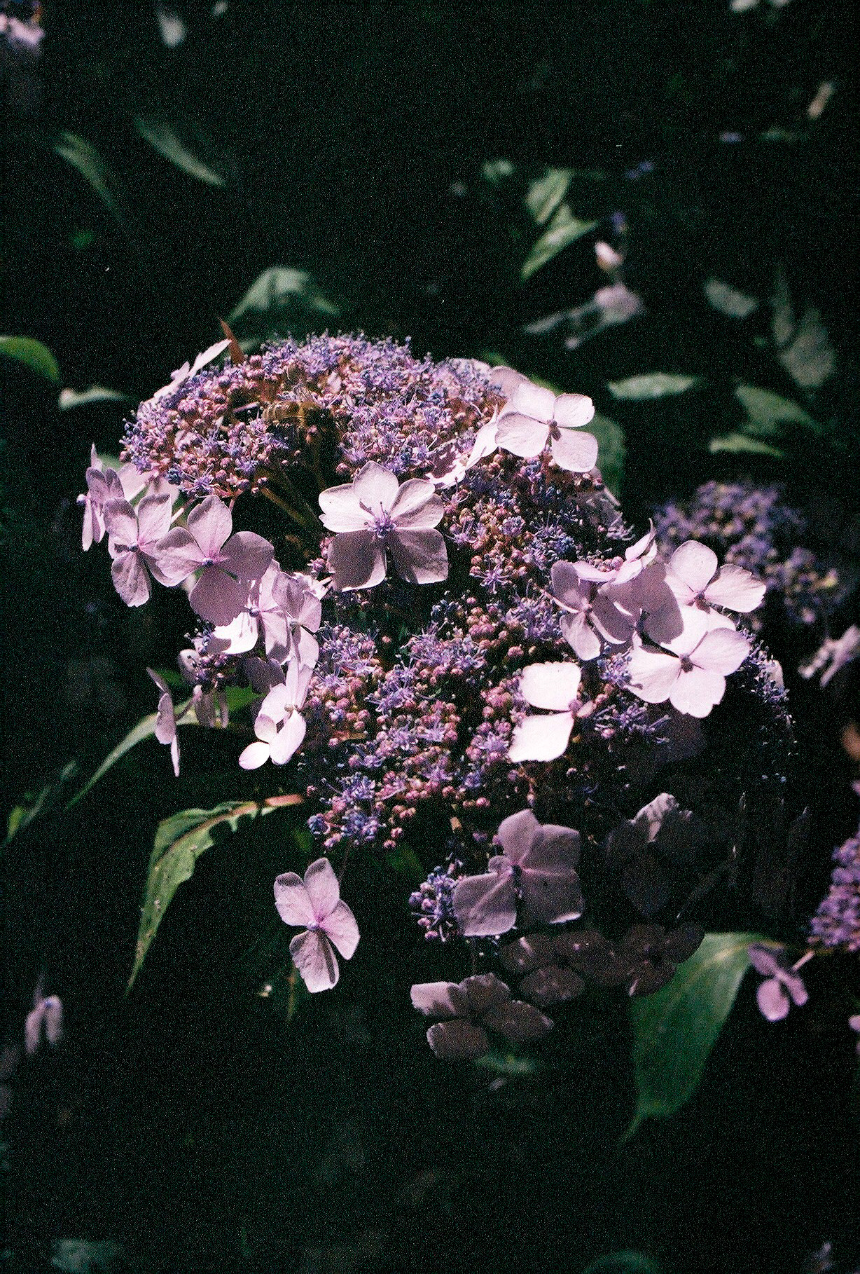 Anduze, France, 2020.