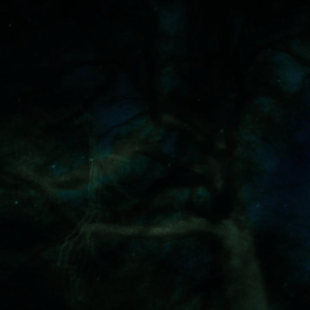 Painting (I) (2016), Directed by Scott Barley – unreleased
