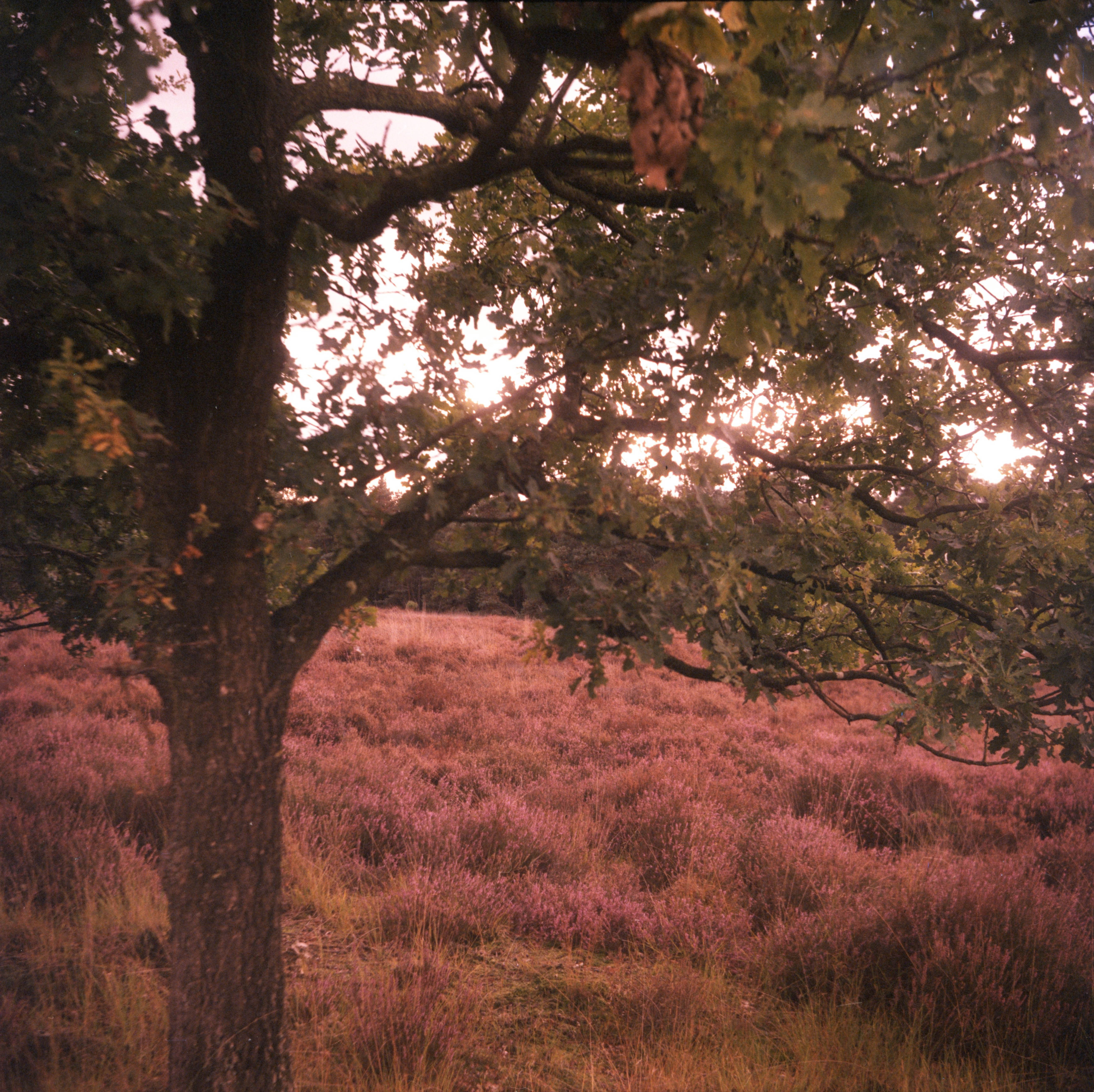 Dutch Landscape, 2022