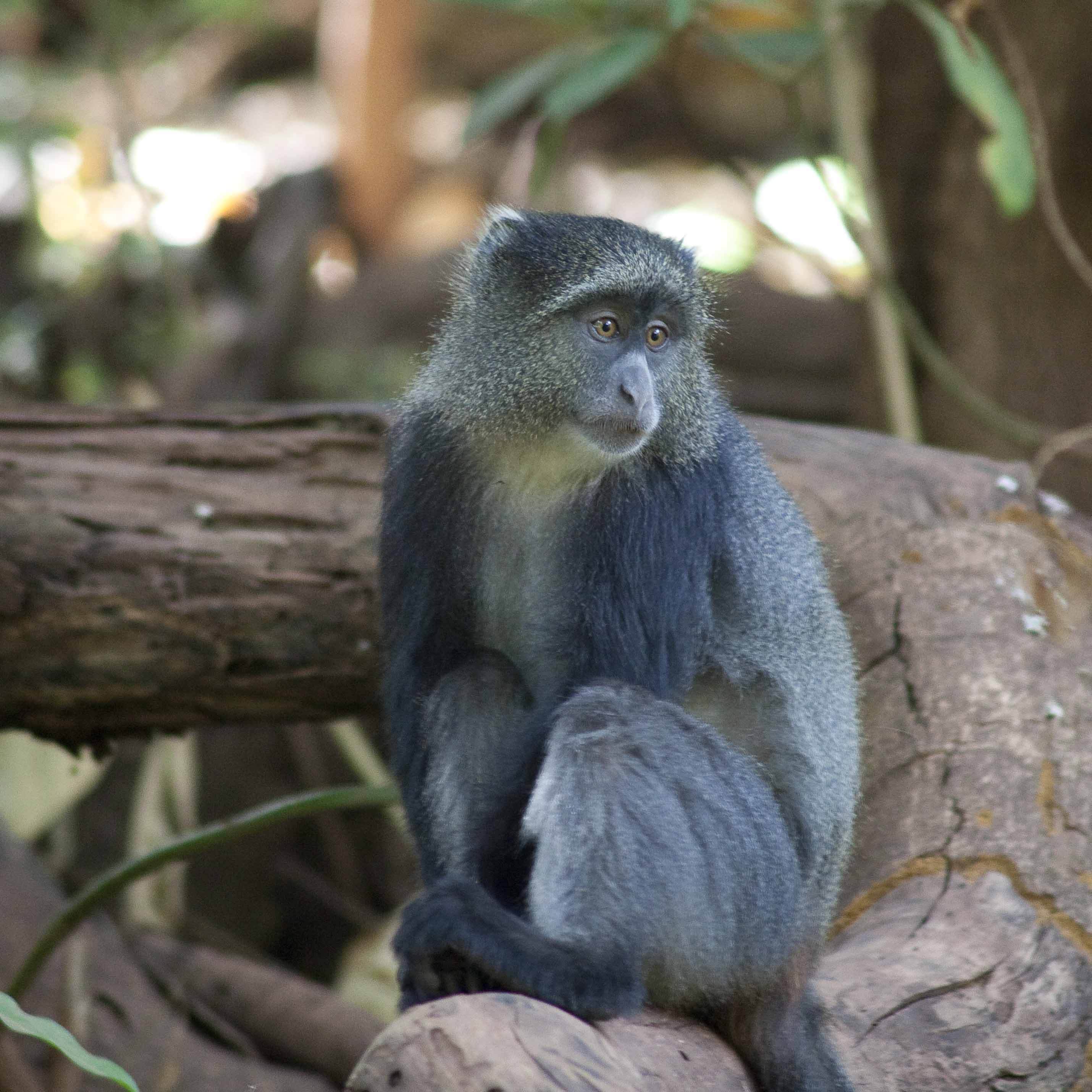 Contemplative monkey
