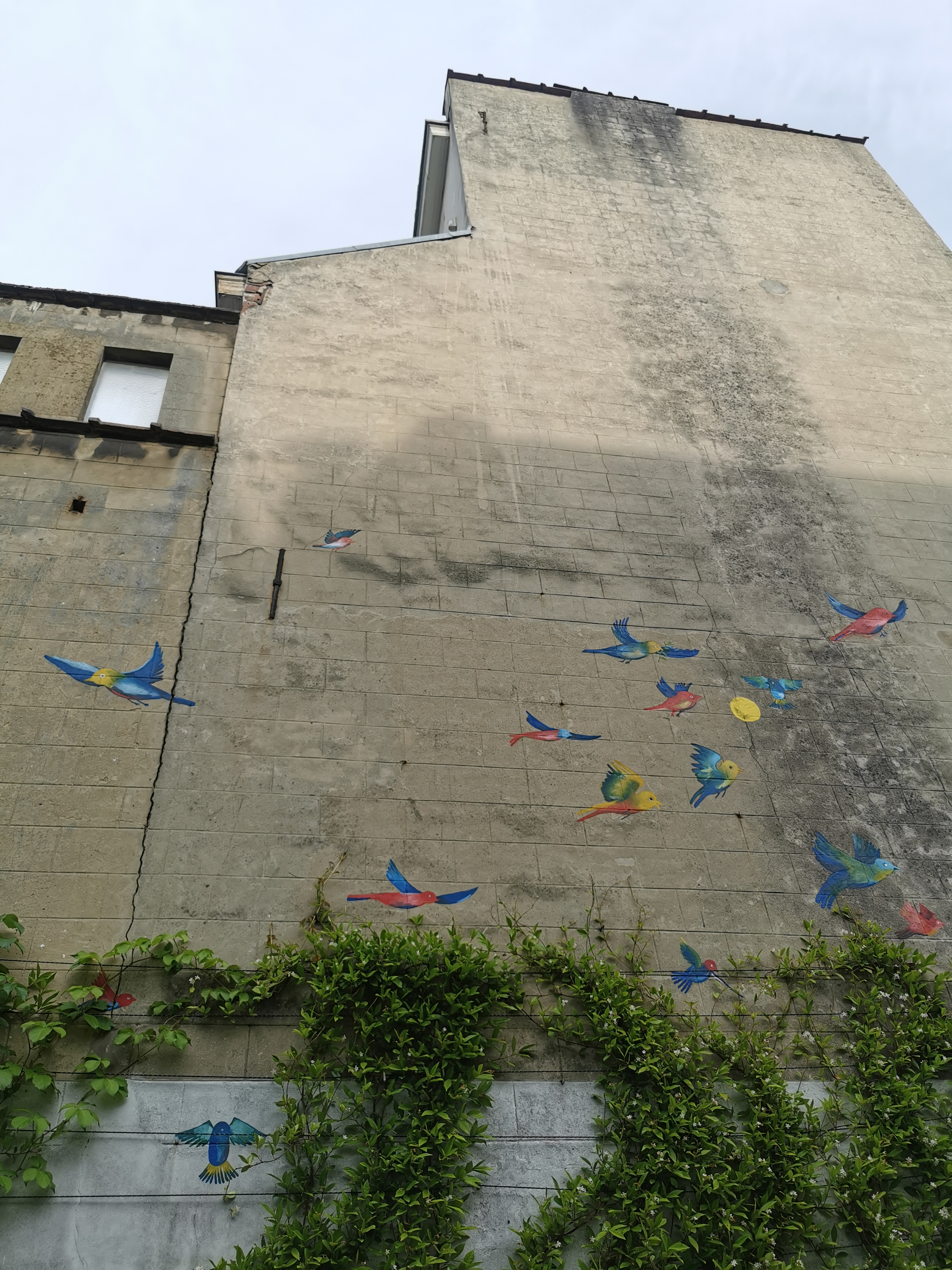 Birds, Private garden, Ixelles, Belgium, 2024