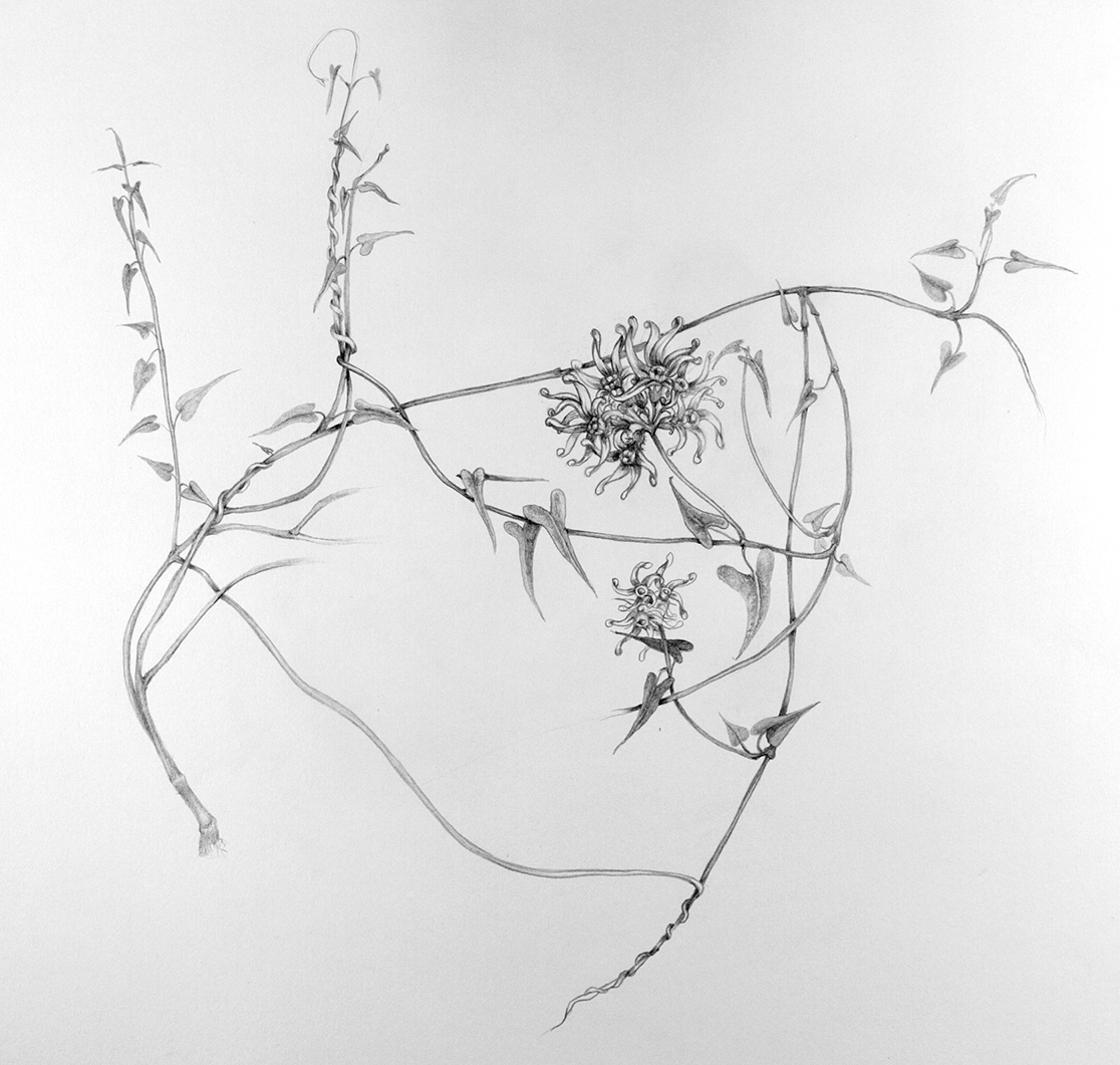  From the series "Species in Danger of Conservation herbarium.  Title: "Tweedia Study" Media: Graphite Size:11" x 17