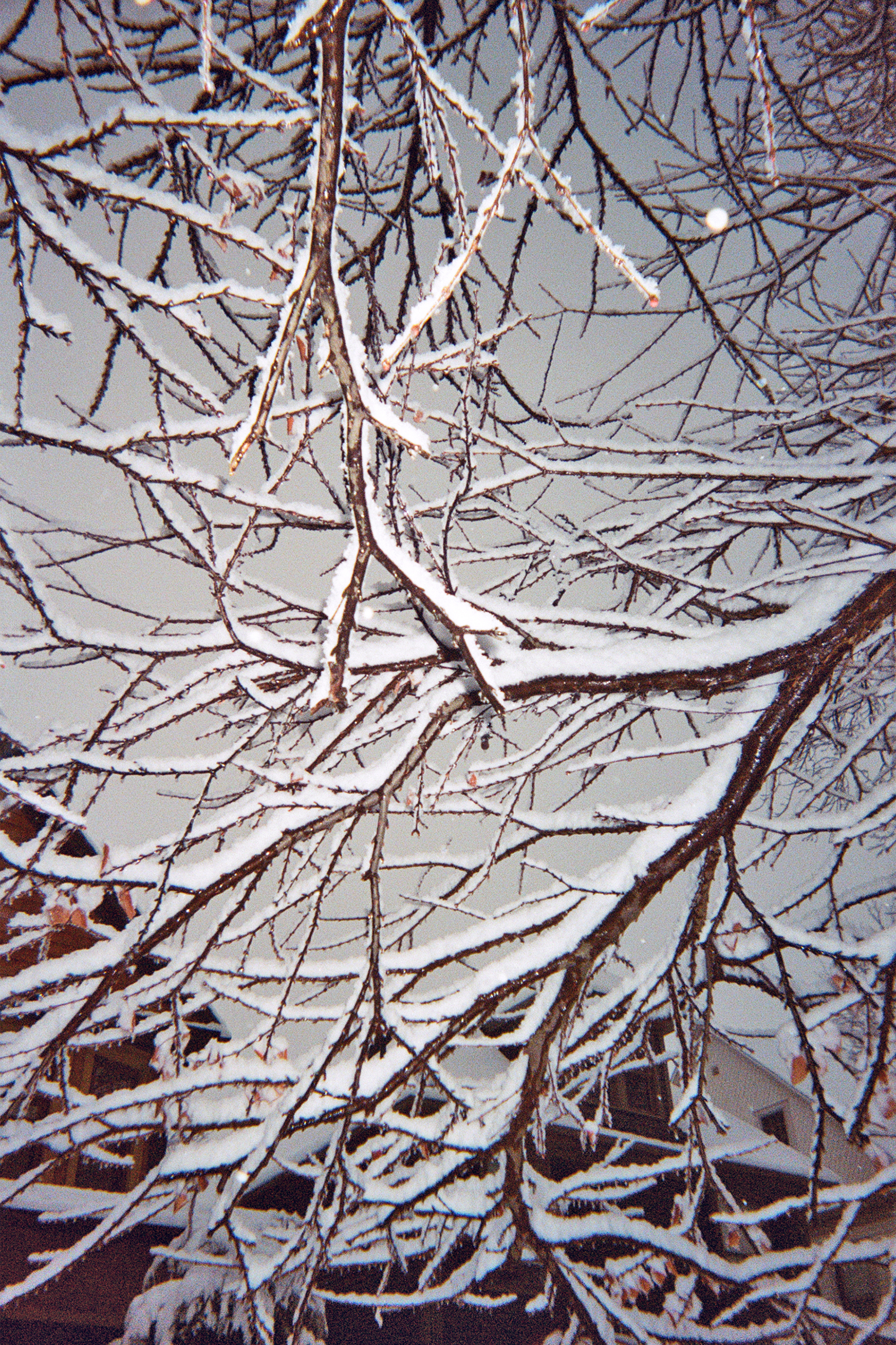 Branches with Ice, Buffalo, NY, 2017