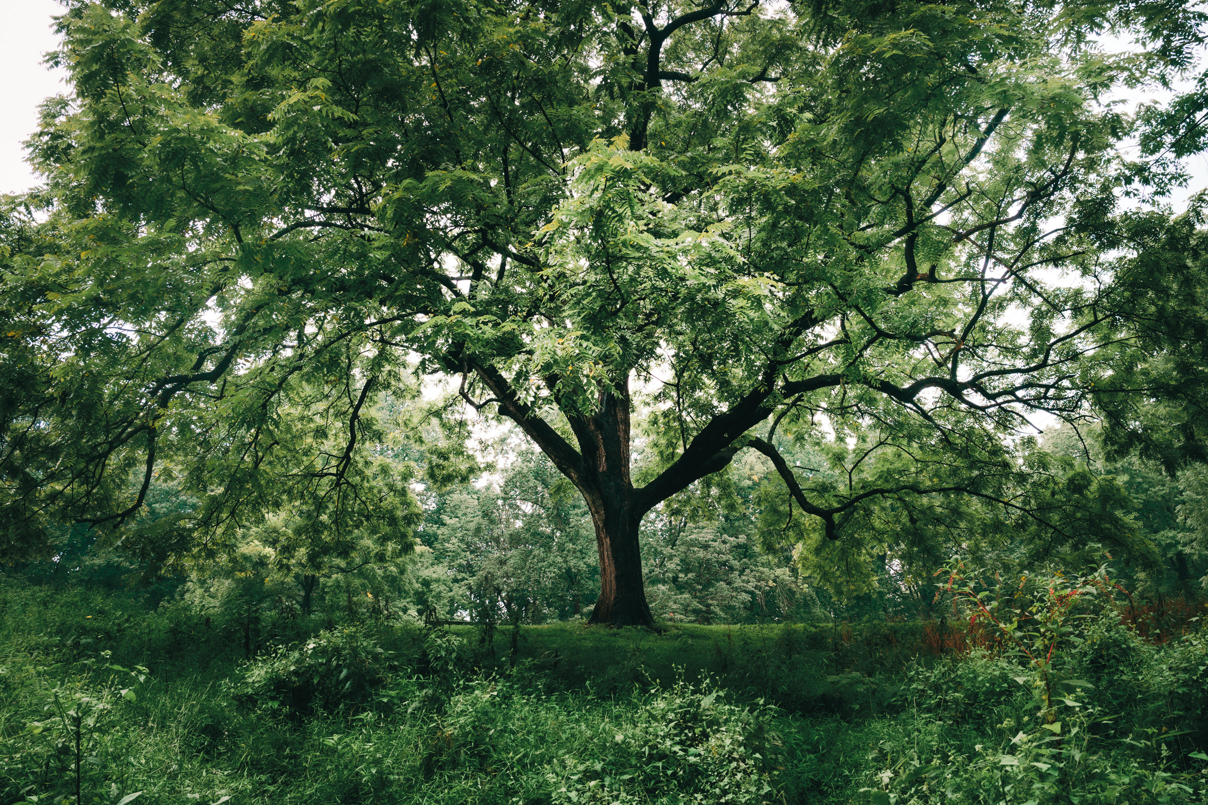 The Future Begins with a Seed, 2020