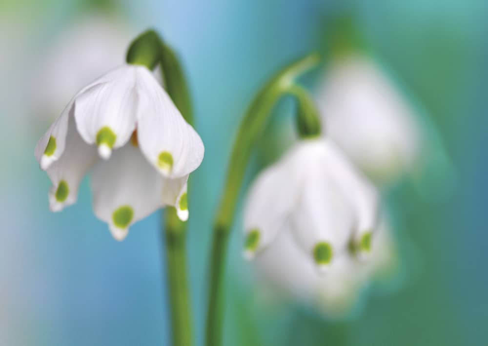 Nr. 107 Märzenglöckchen / Leucojum vernum