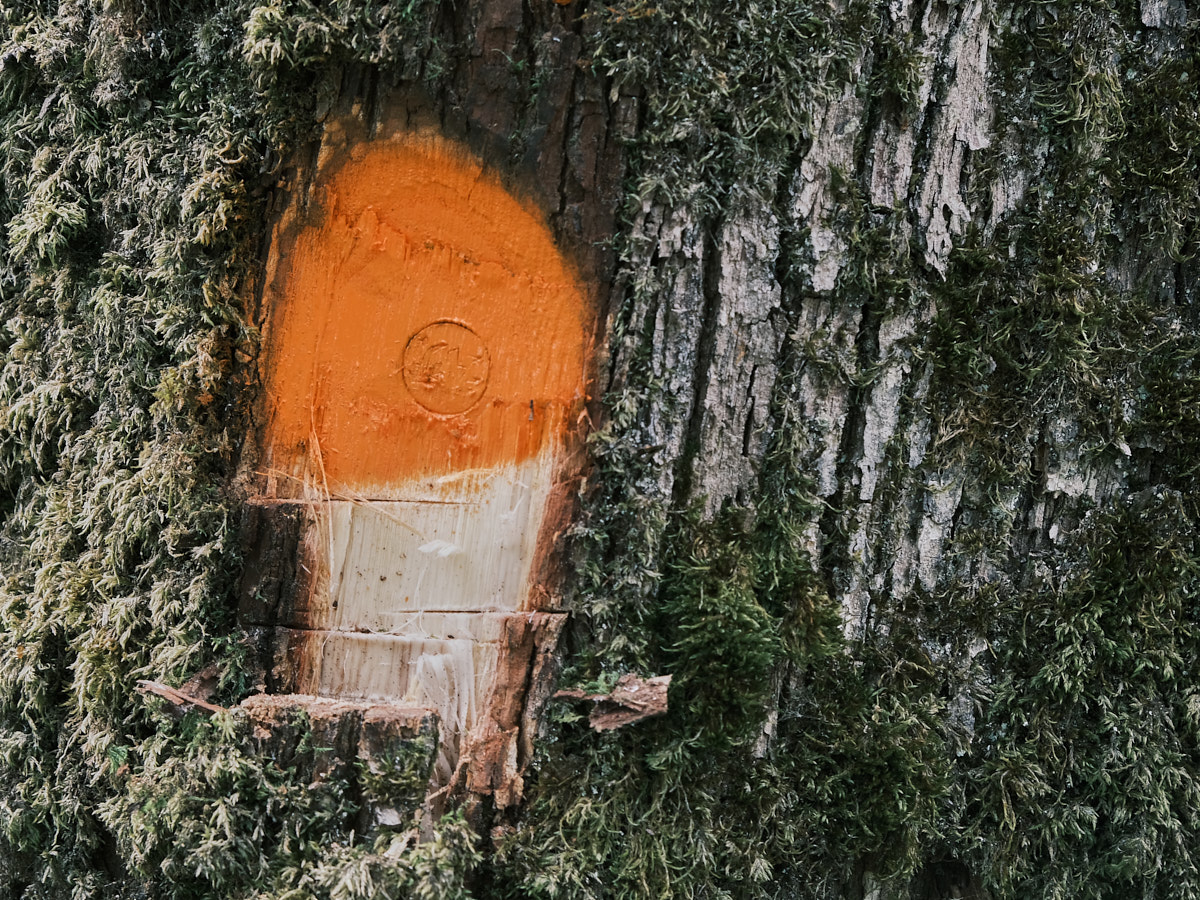 cette marque est faite sur le tronc à la hauteur des yeux
