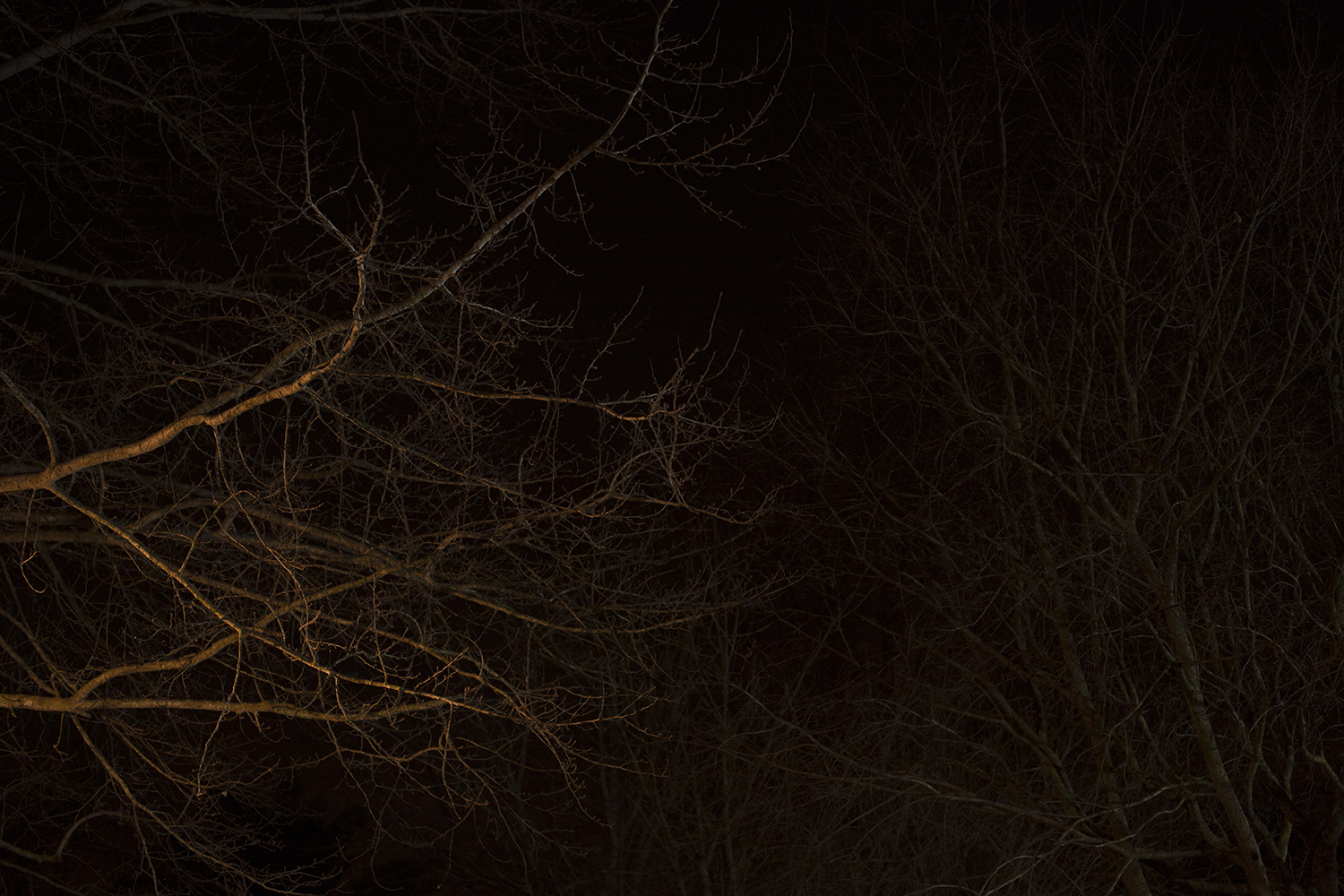 carina martins, we wander in circles through the night
and are consumed by fire - tree branches at night