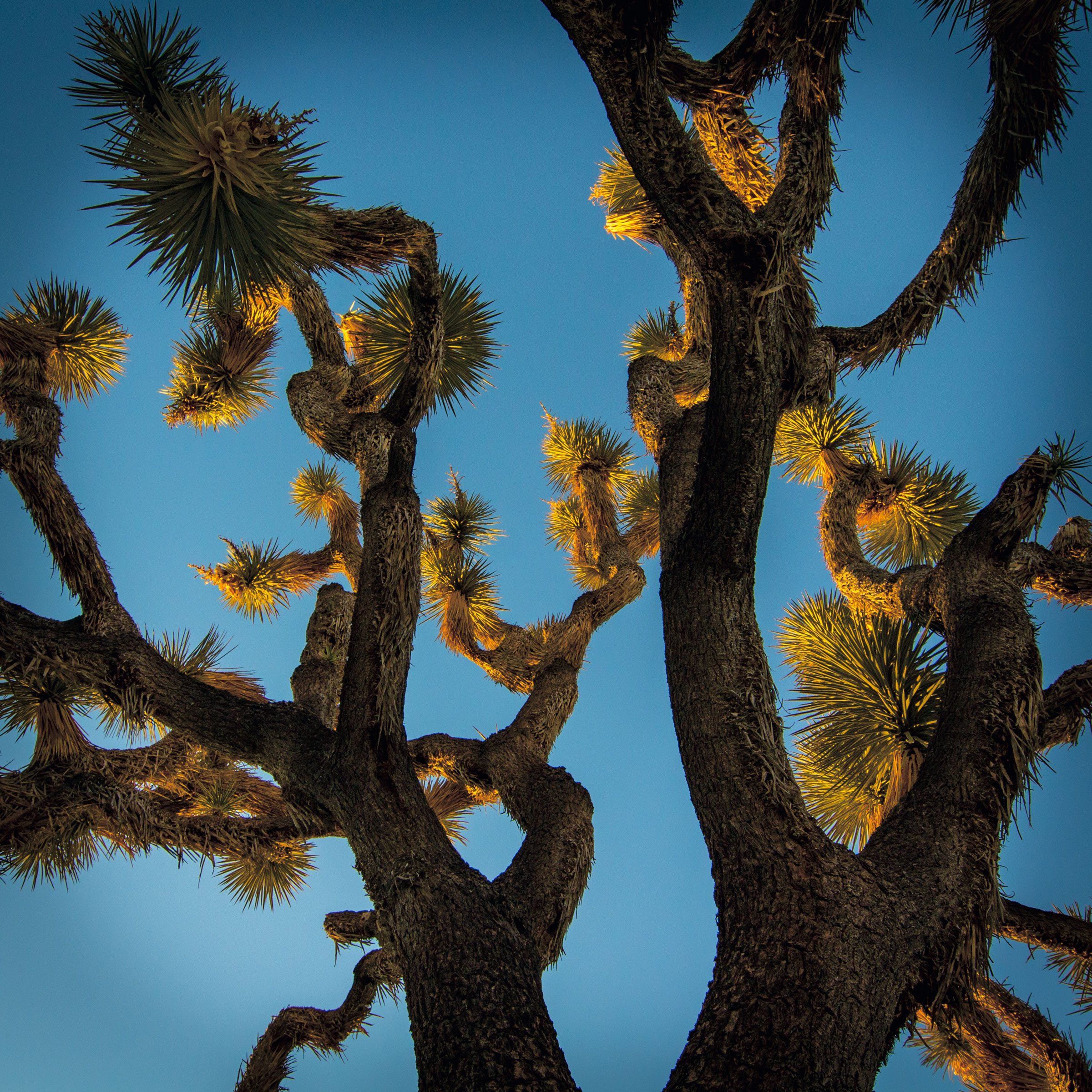 Joshua Tree