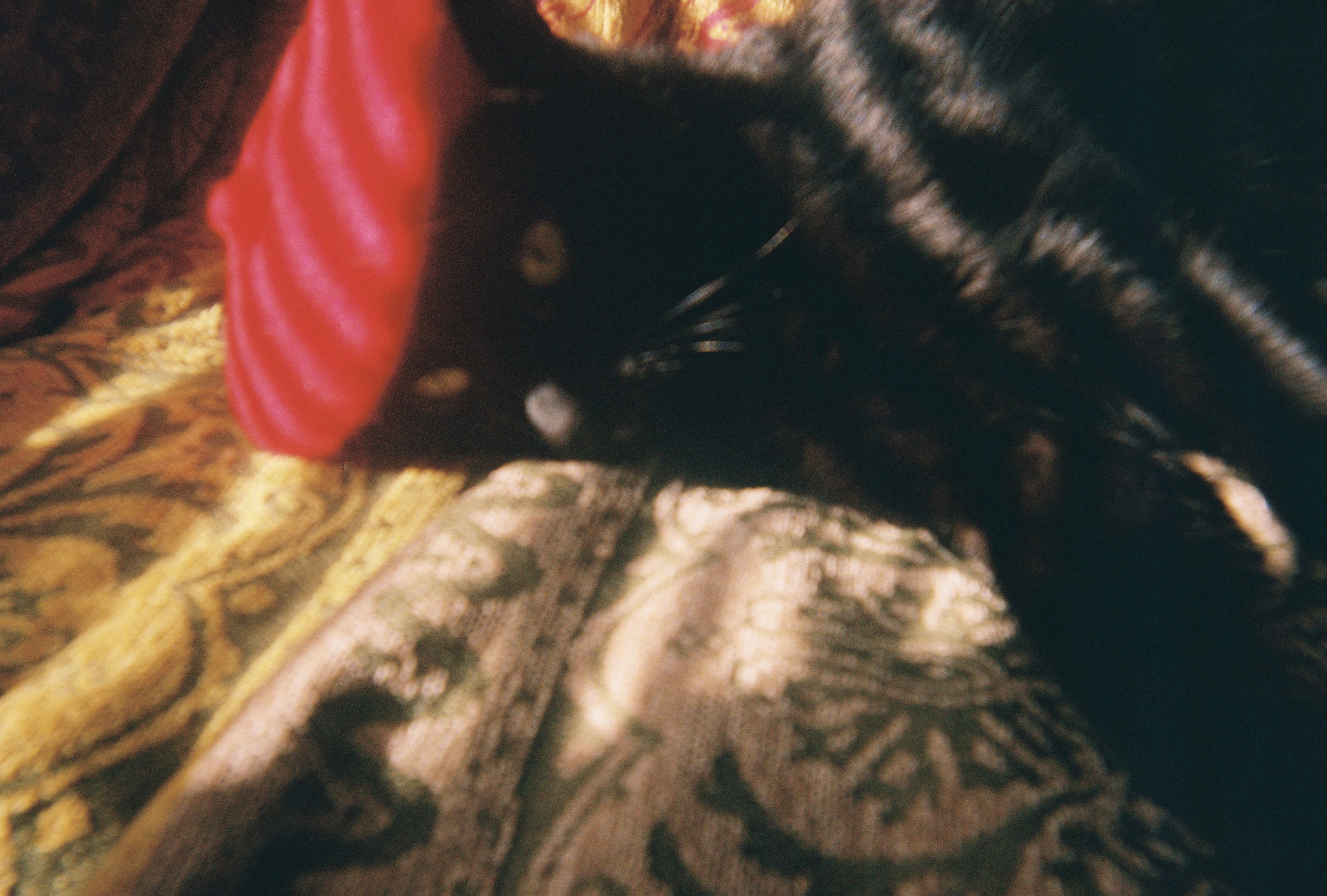 Enoki in deep contemplation