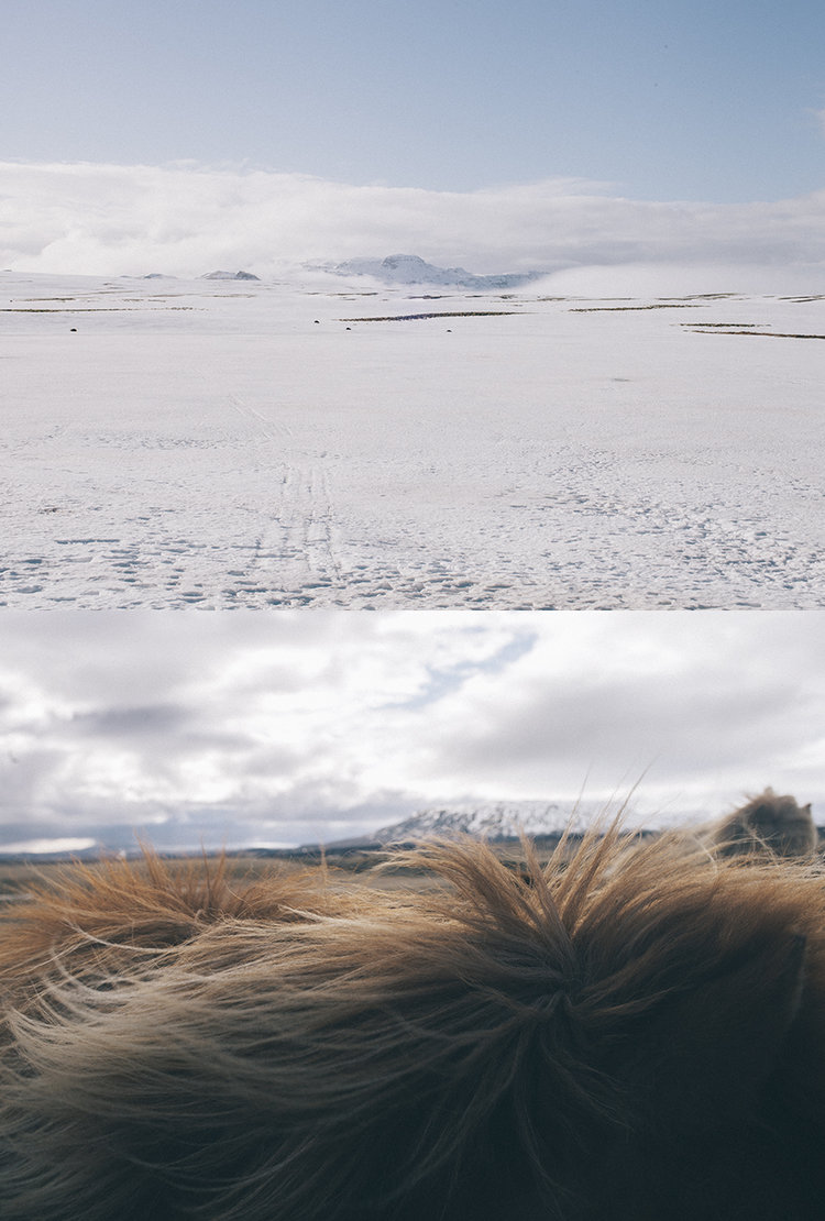 Fotografía de viajes Islandia nieve paisaje Caballo islandés