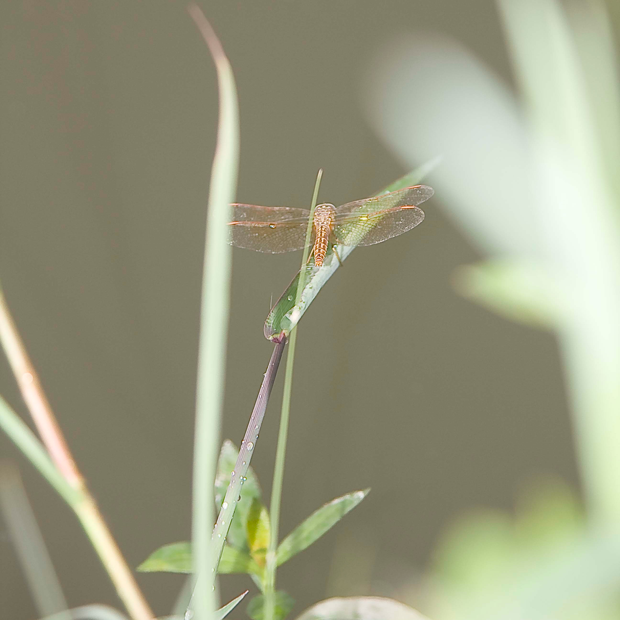 Watermelons make watermelons