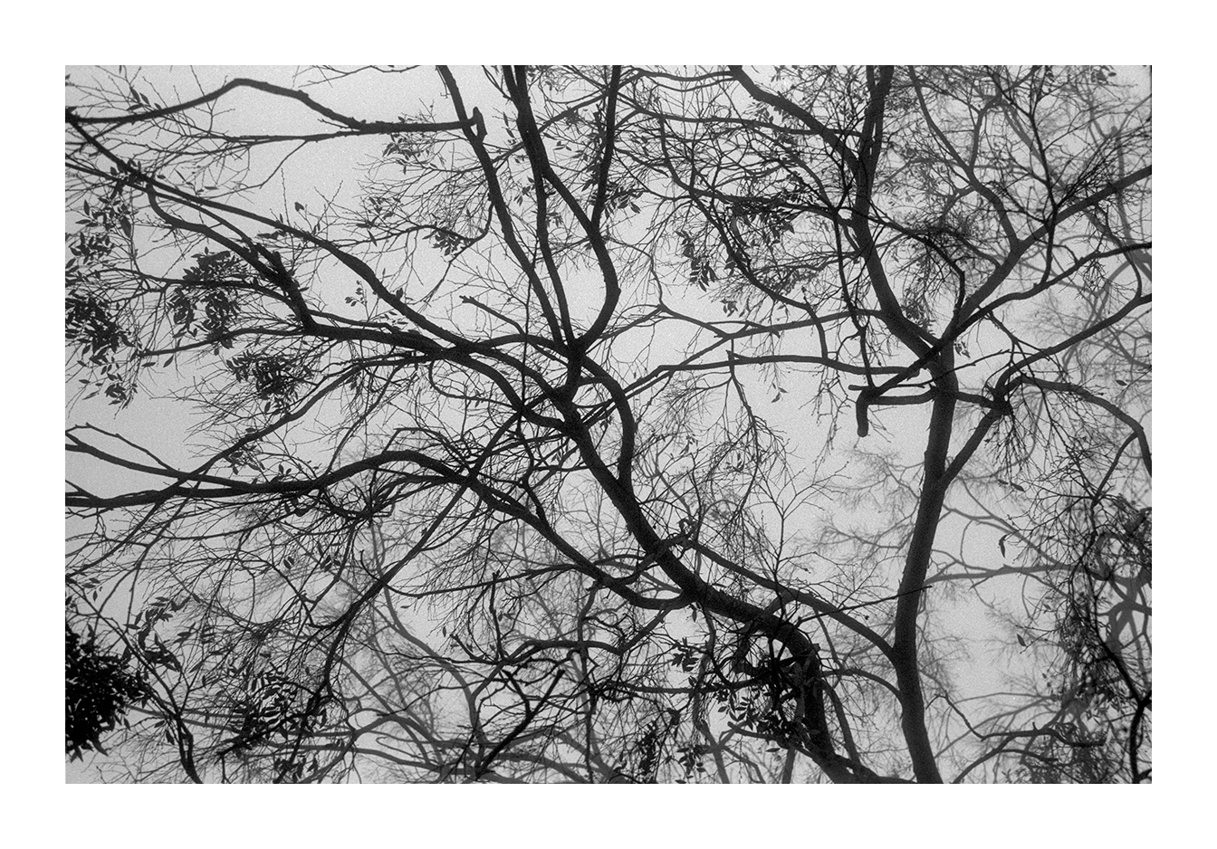 'SWINGING BRANCHES', HOLLYWOOD (2015)