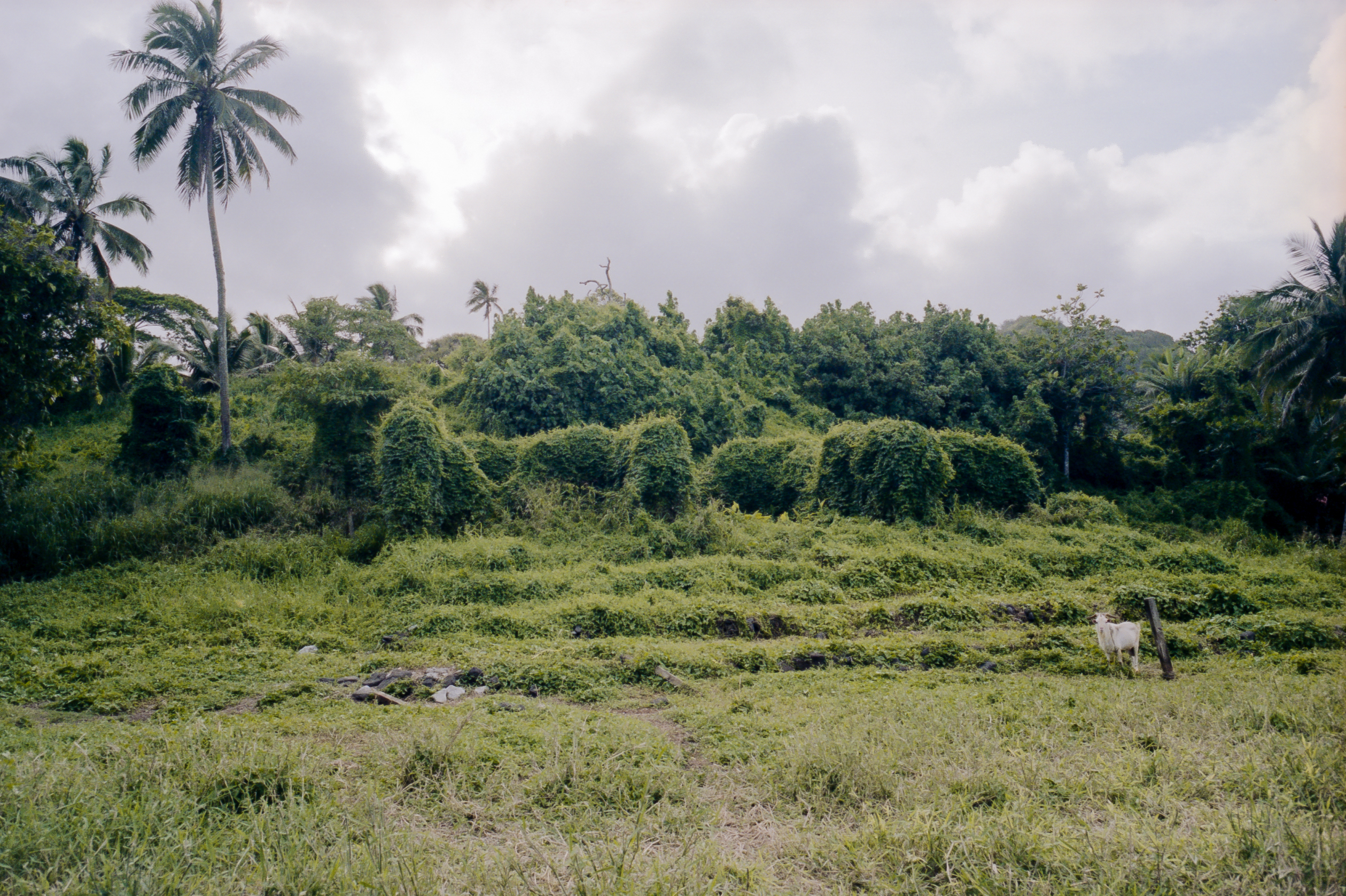 Click for more information on tropical kudzu