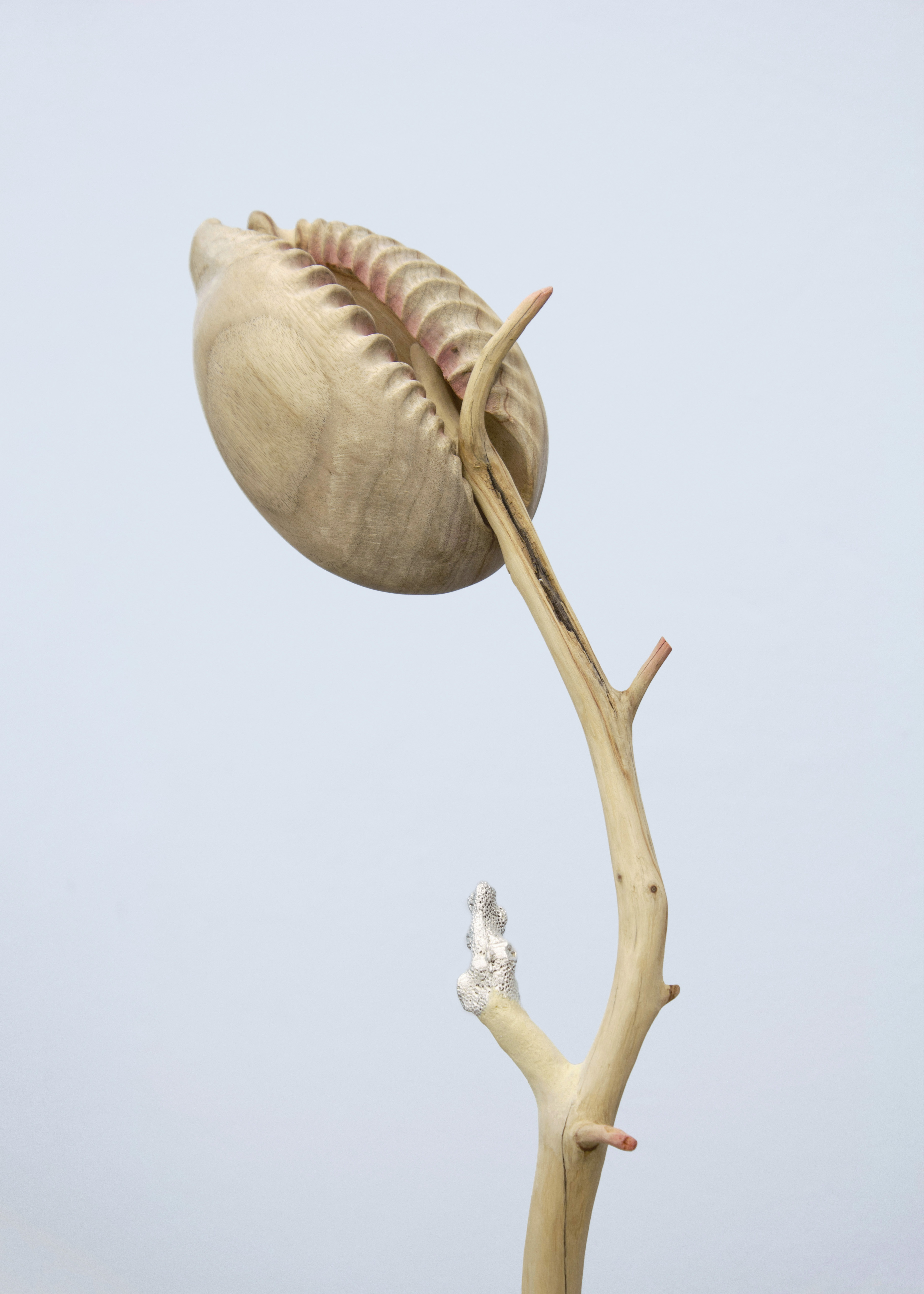 A rose by any other name, 2025. Camphor wood, aluminium and stain.