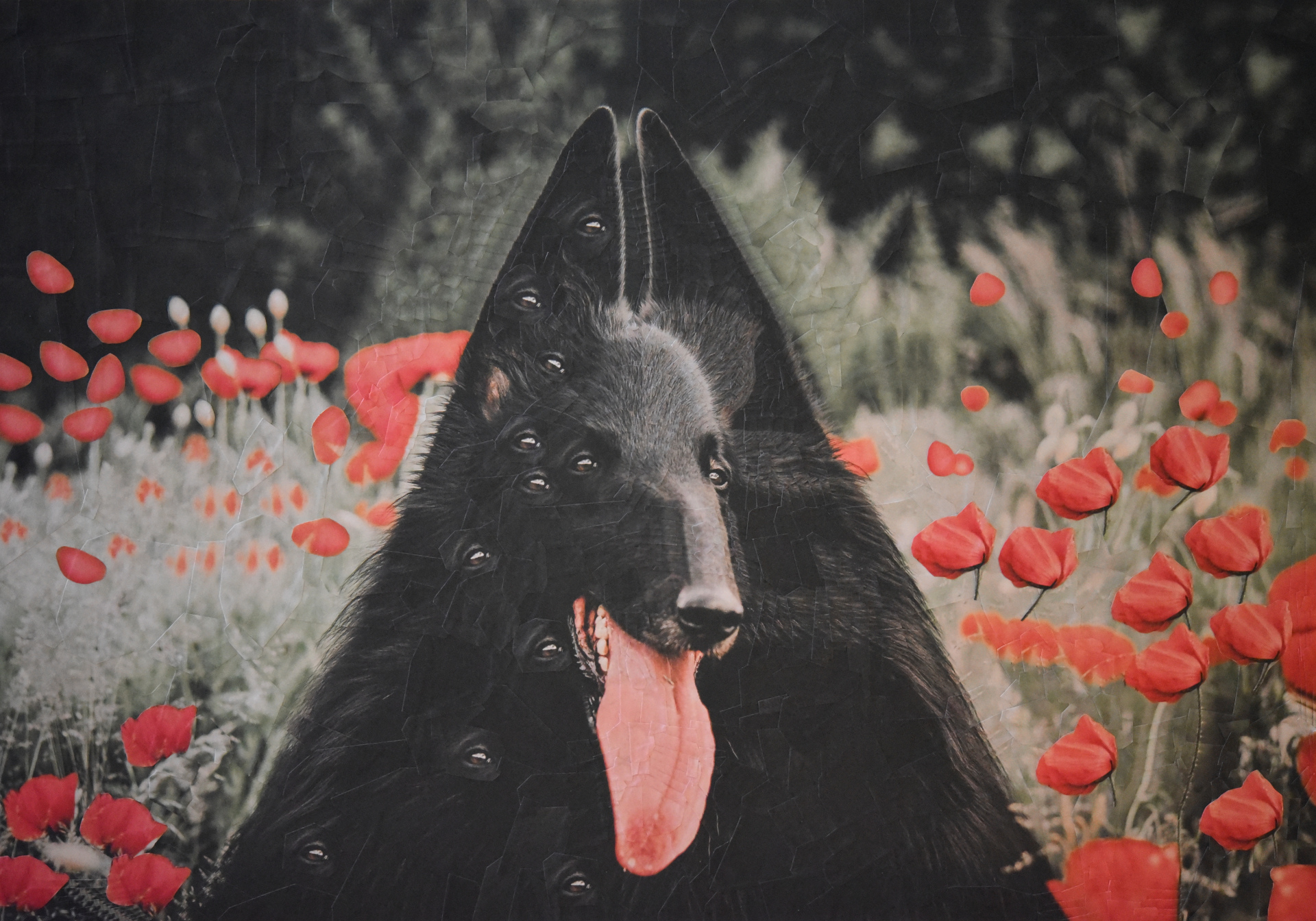 Haku, 2018, 16.5 x 11.5 inches