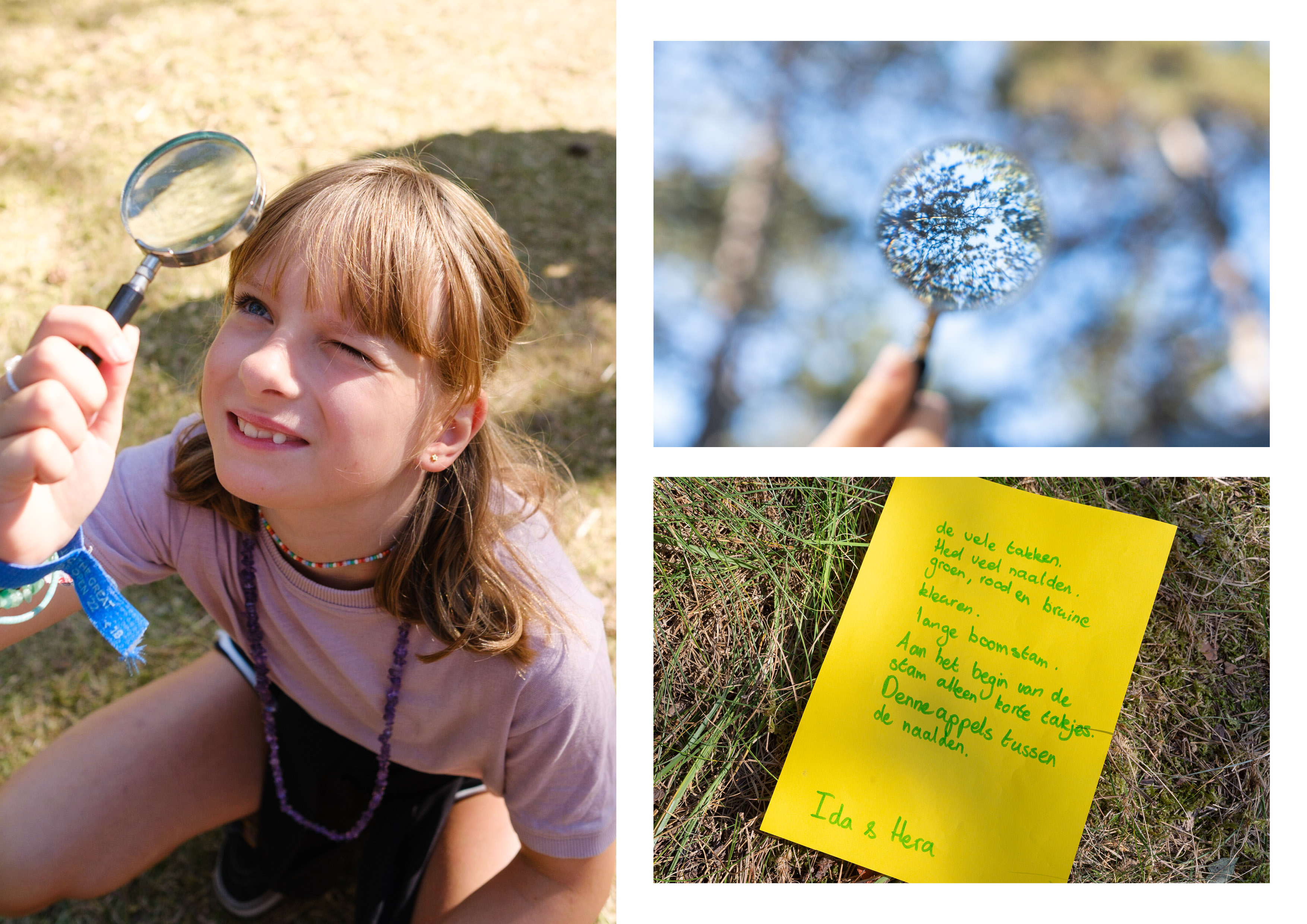 Ida & Hera: "De vele takken, heel veel naalden, groen, rood en bruine kleuren. Aan het begin van de stam alleen korte takjes. Dennenappels tussen de naalden."