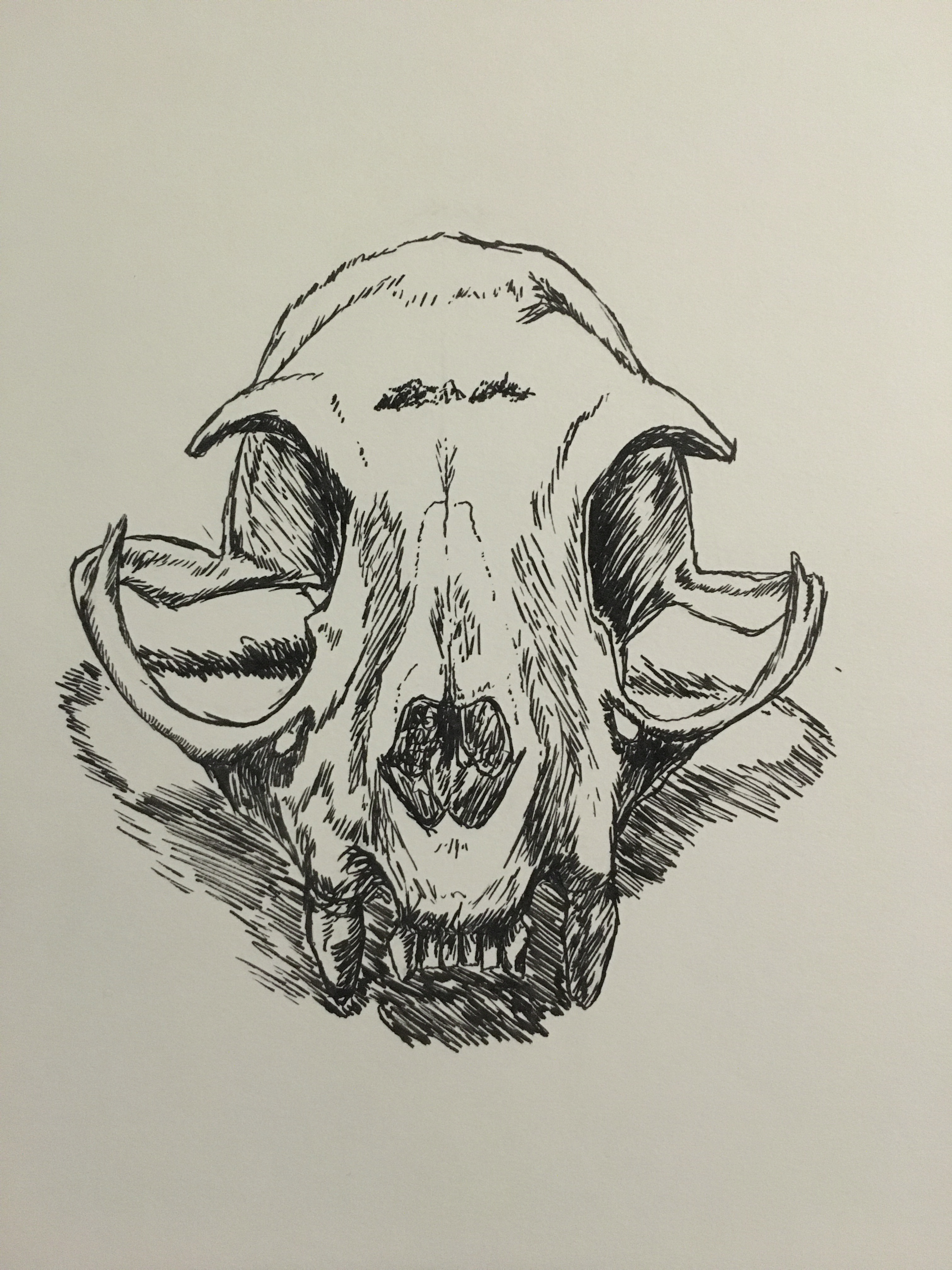 Day 17: Otter Skull // Skulltober