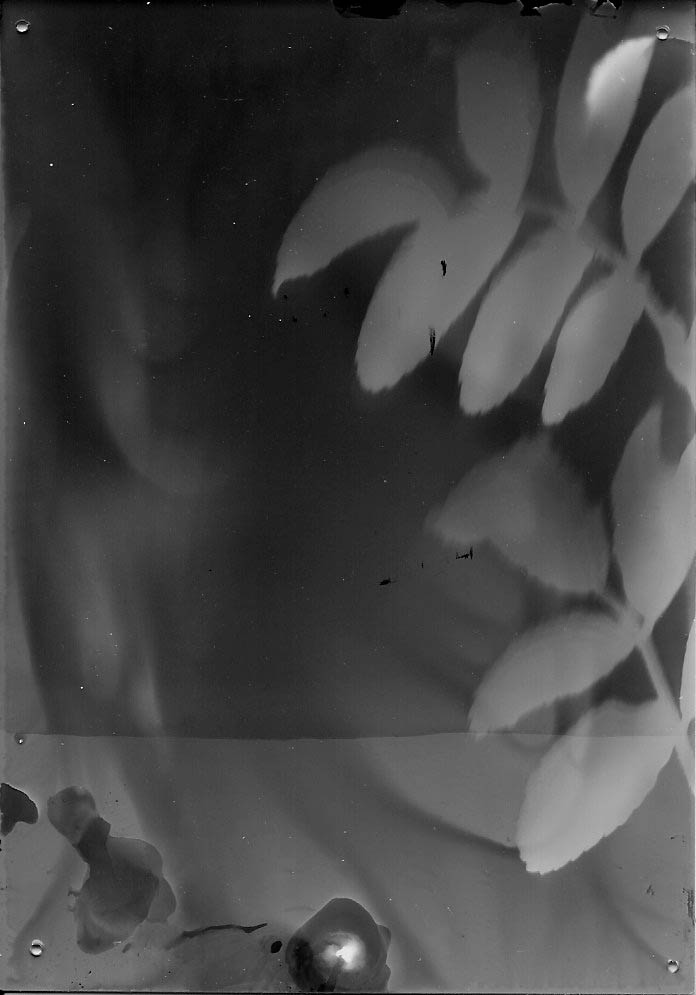Beach Rose 01, 2020, 3.5 inches x 5 inches, Silver Gelatin Print