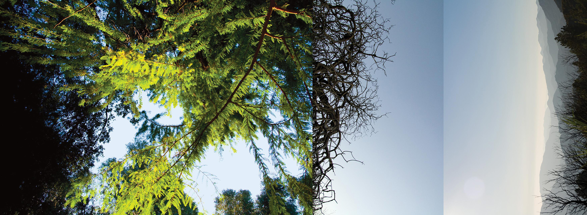Tree by Tree, from Sea to Mountains, 2008. Permanent Public Art Installation for the Registrar Recorder/County Clerk, Santa Fe Springs, Los Angeles County, CA. Detail 4.