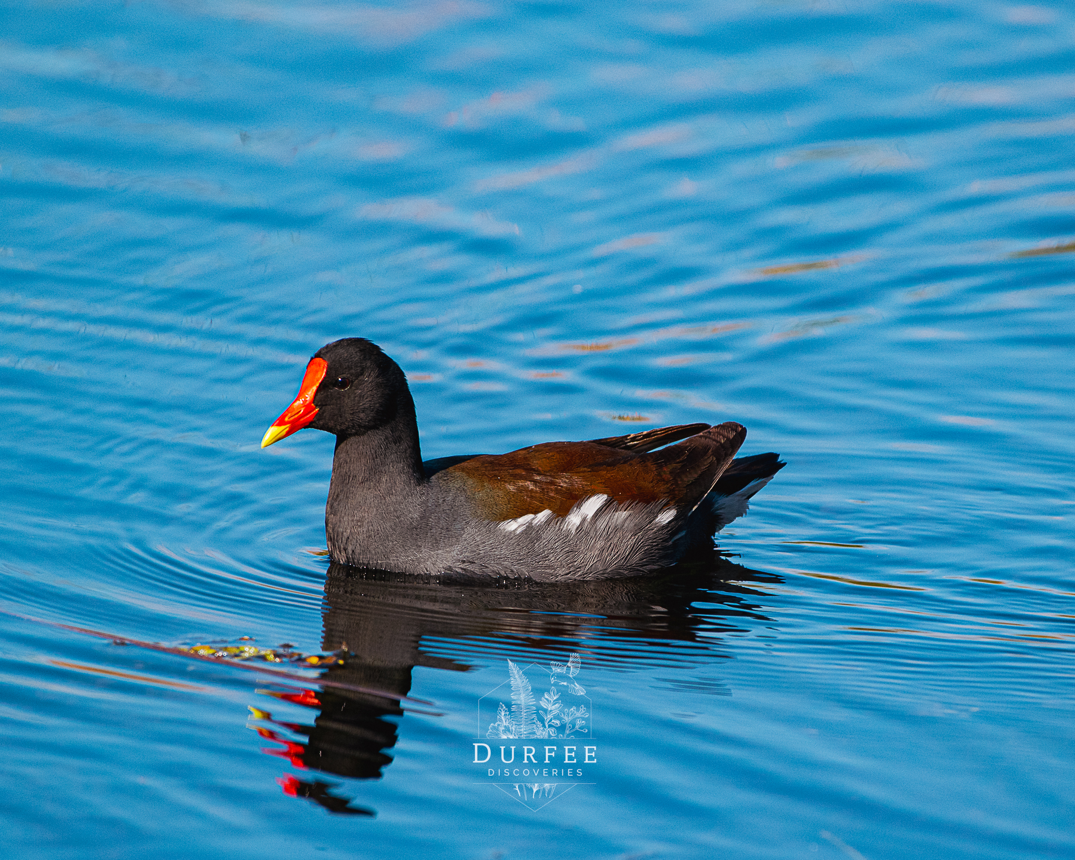 Common Moorhen - Palm Harbor, FL