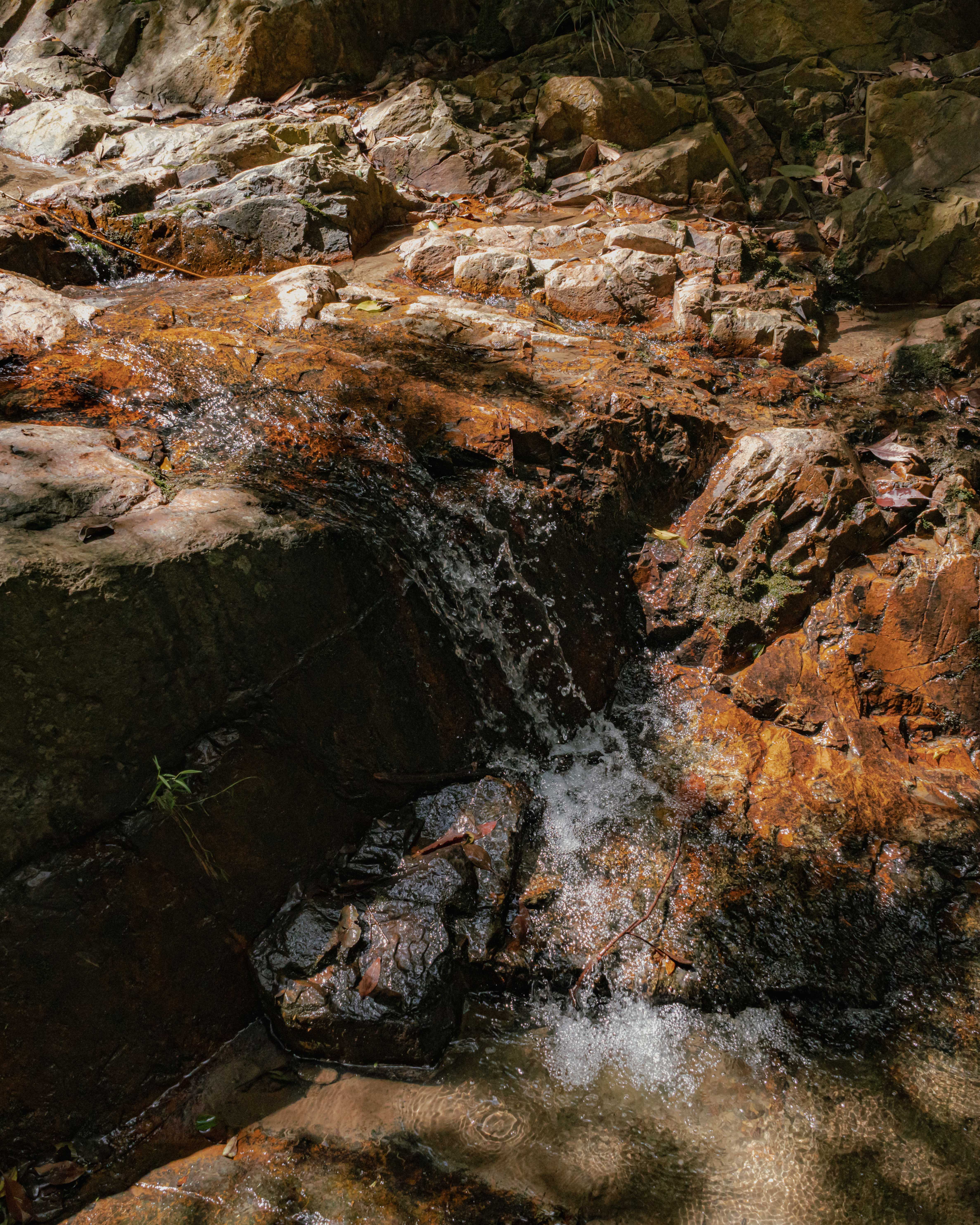 The Lung Fu Shan Herb Garden - FT Weekend