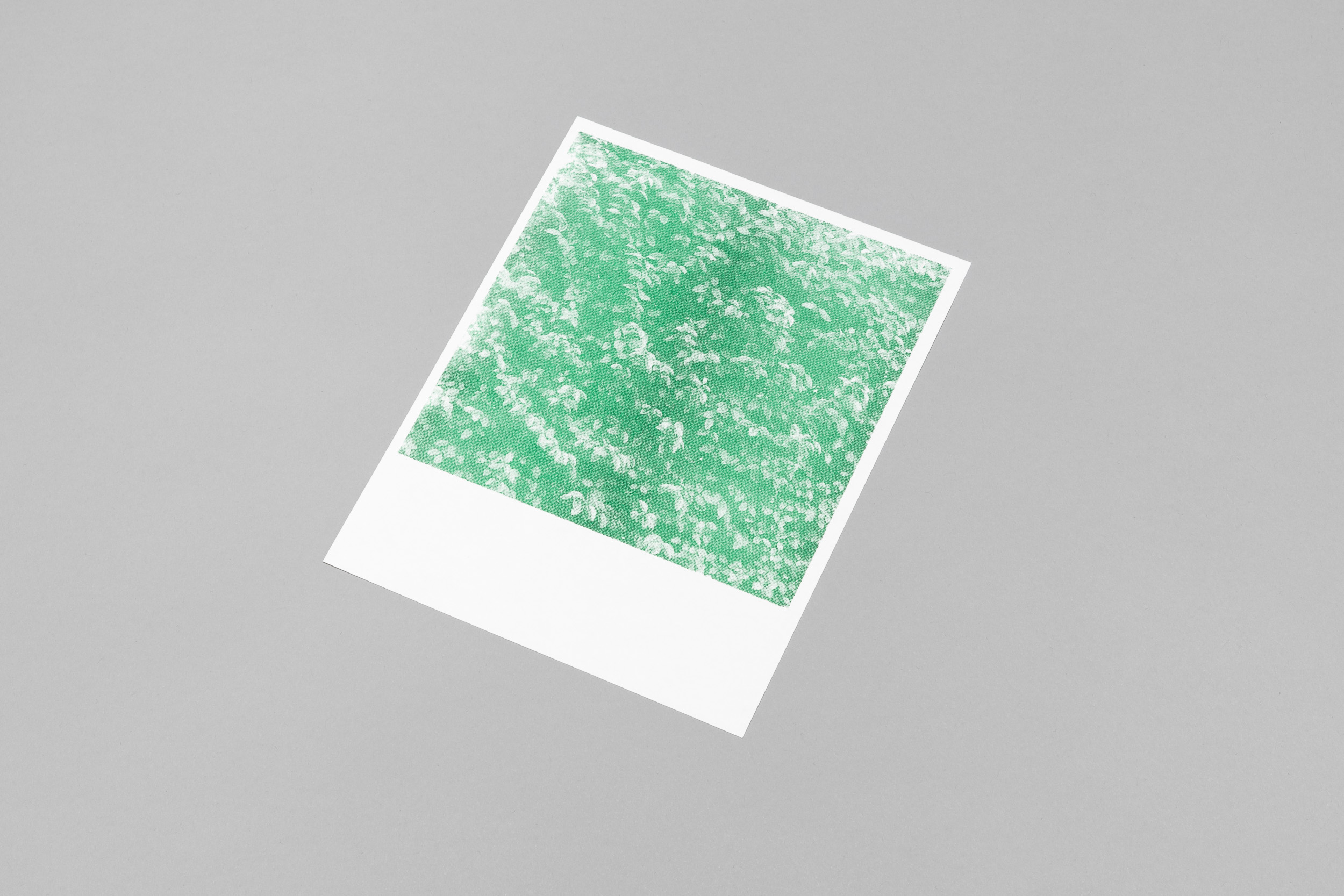 A green risograph print of a close-up view of a privet hedge on white paper.