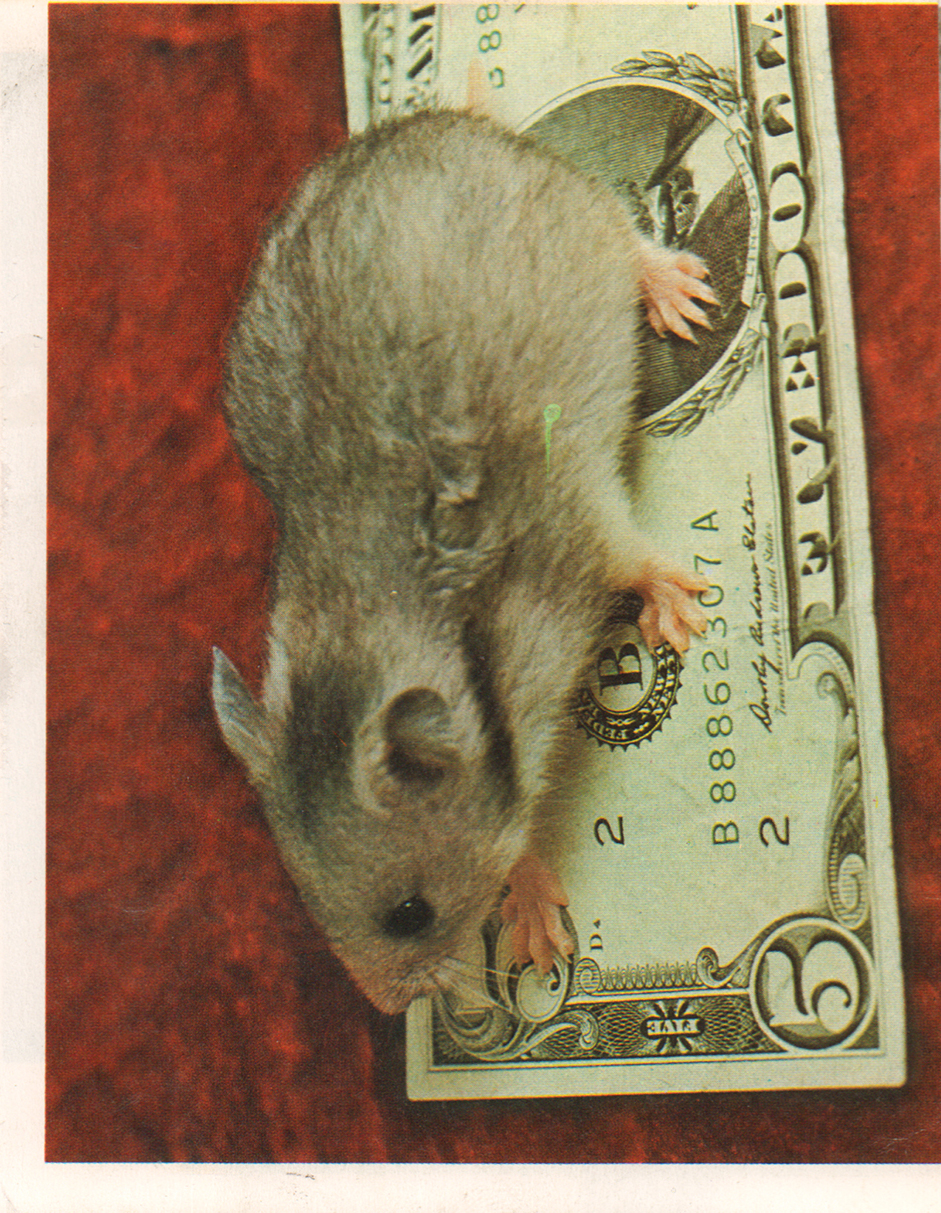 Untitled, 2024, found image, 14 x 22 cm