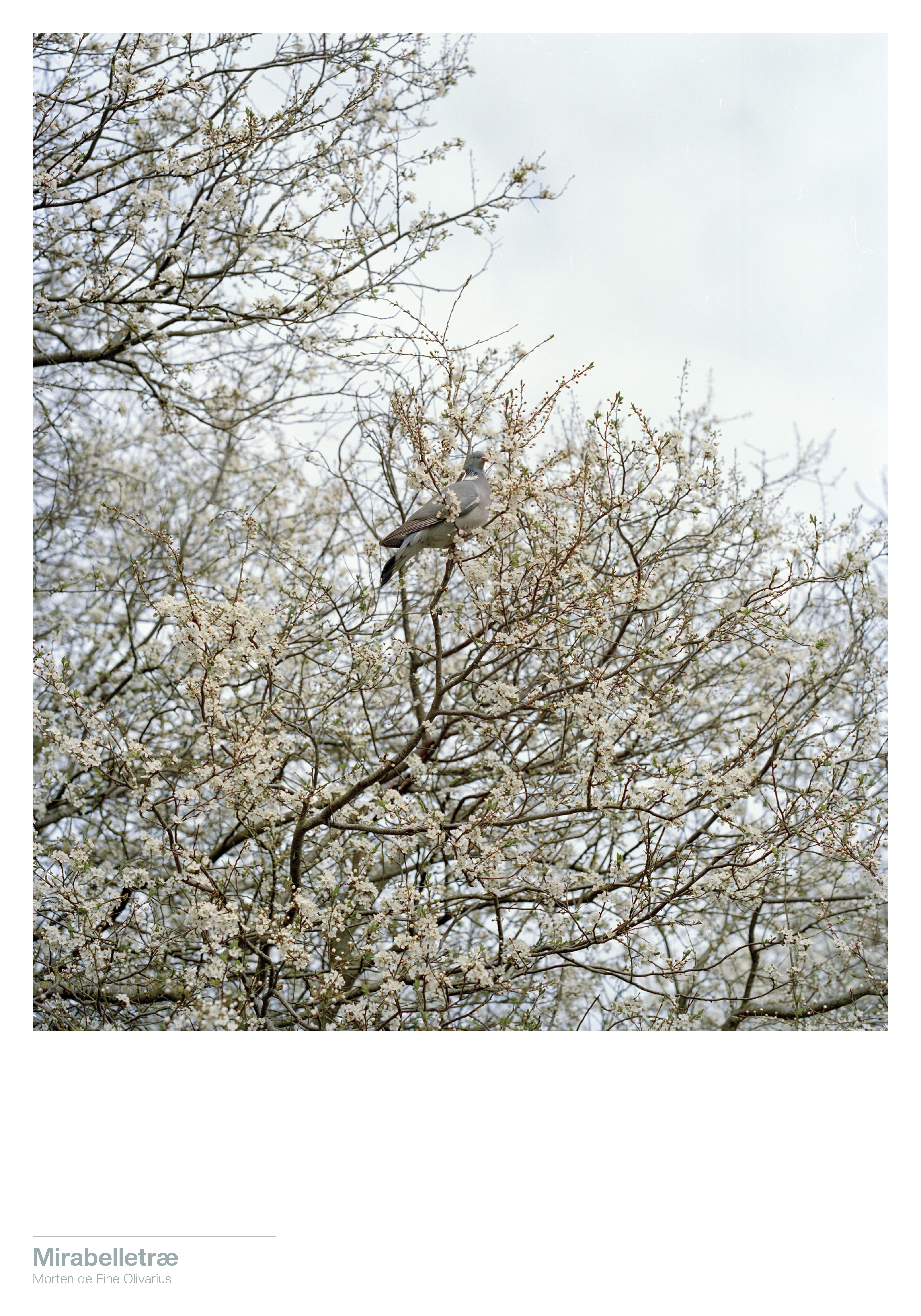 Mirabelletr&aelig;. 300 DKK. 35x50 cm poster. 