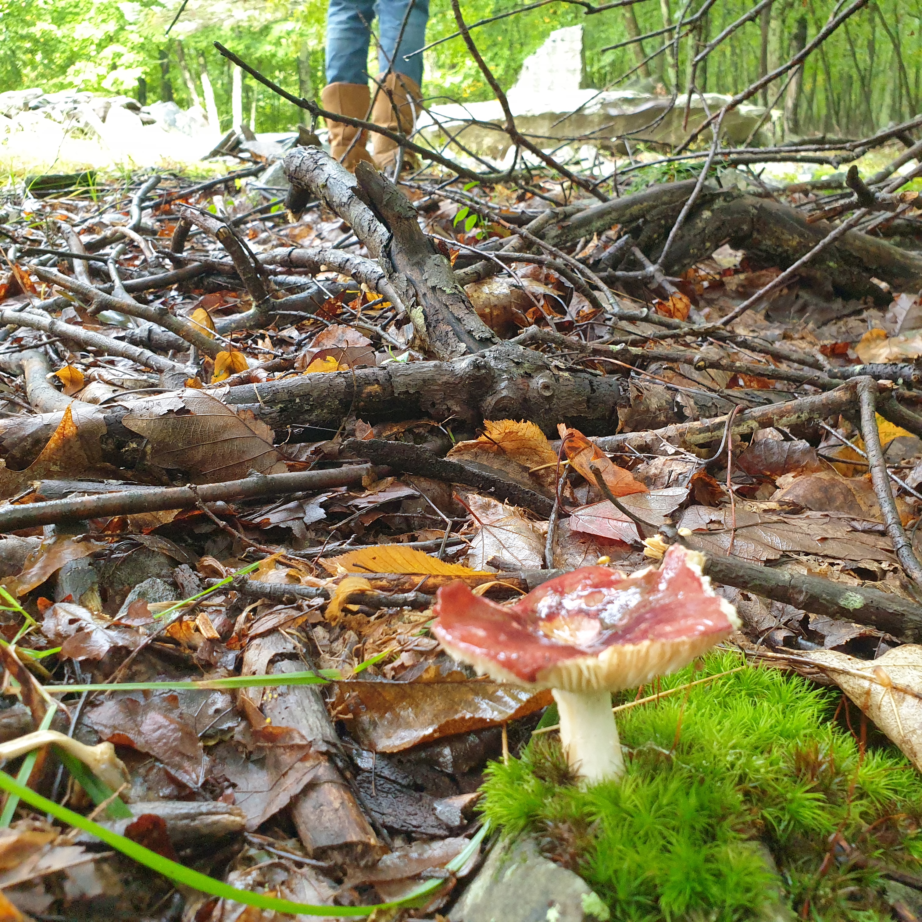 A close up image of a mushroom that is orange and flat with a white stalk. It is surrounded by moss and further back twigs and leaves. A woman's boots and legs can be seen in the background.