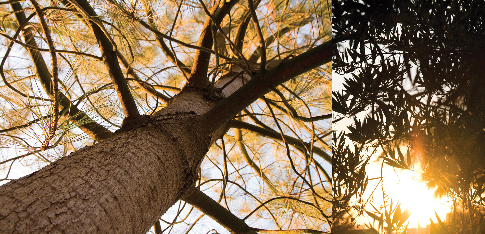 Tree by Tree, from Sea to Mountains, 2008. Permanent Public Art Installation for the Registrar Recorder/County Clerk, Santa Fe Springs, Los Angeles County, CA. Detail 2.